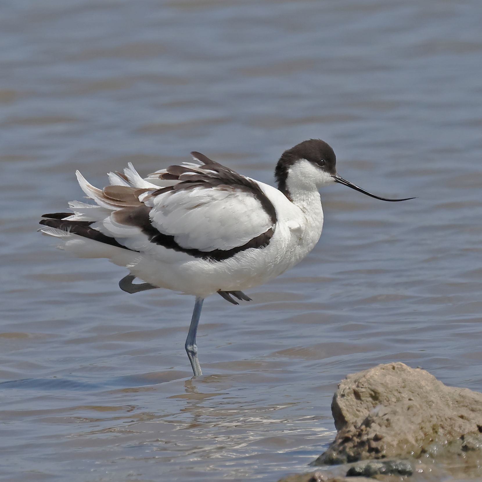 Avocet