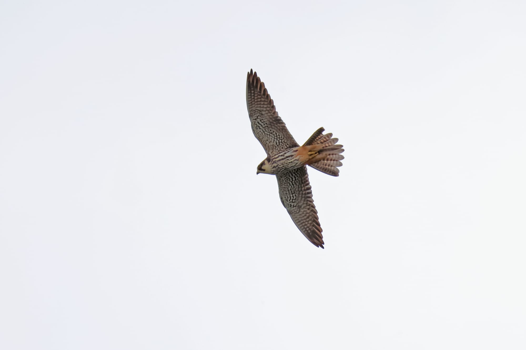 Hobby
