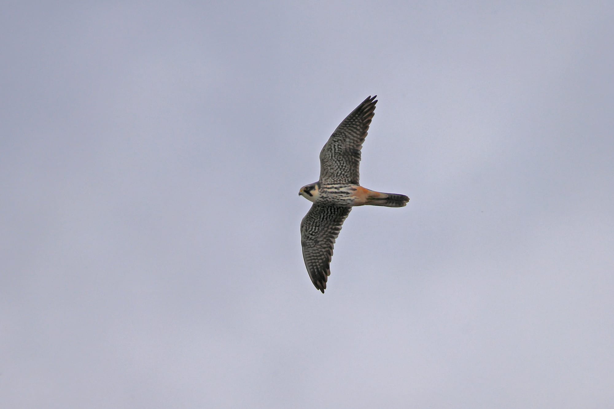 Hobby