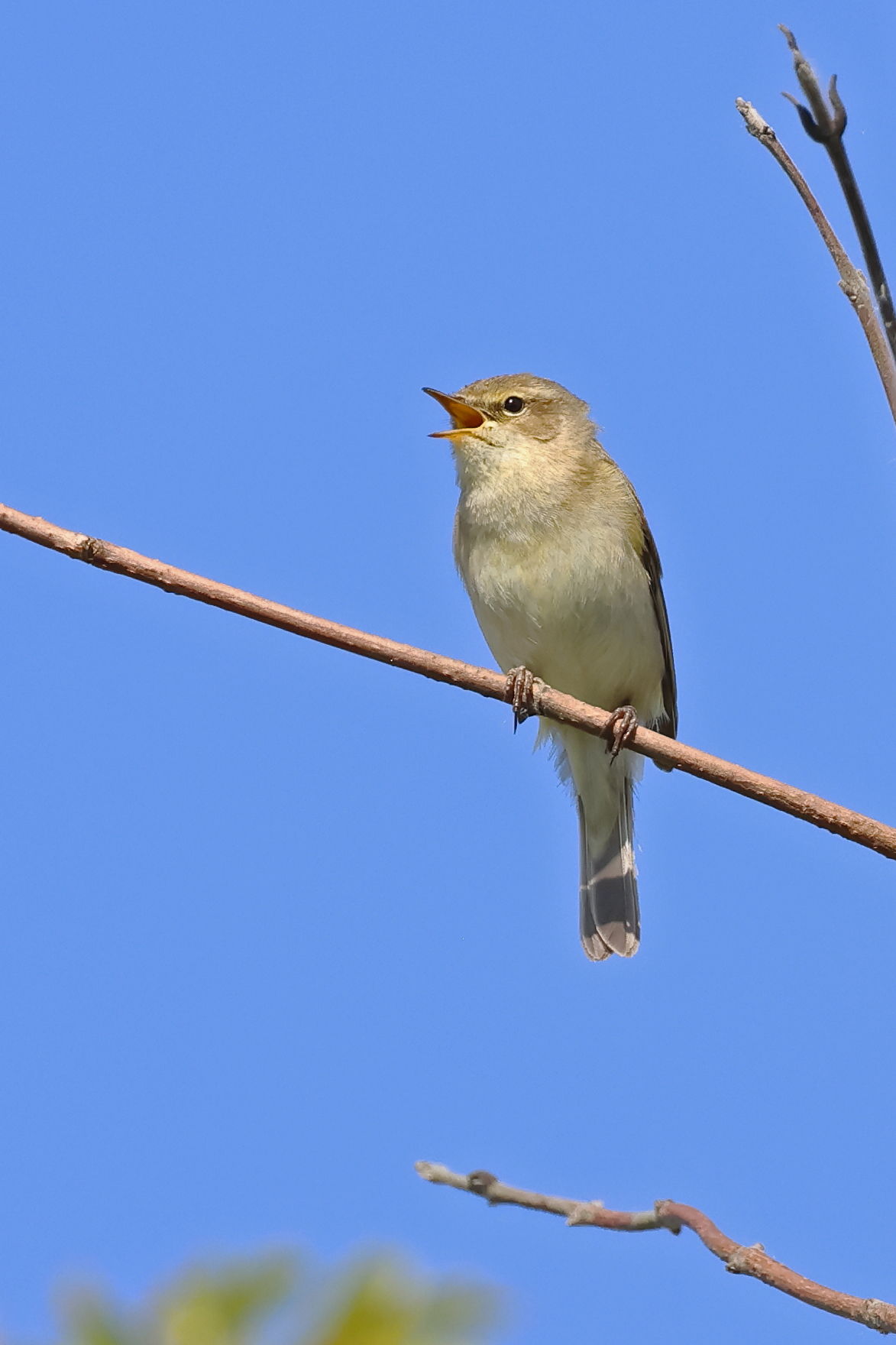 Chiffchaff