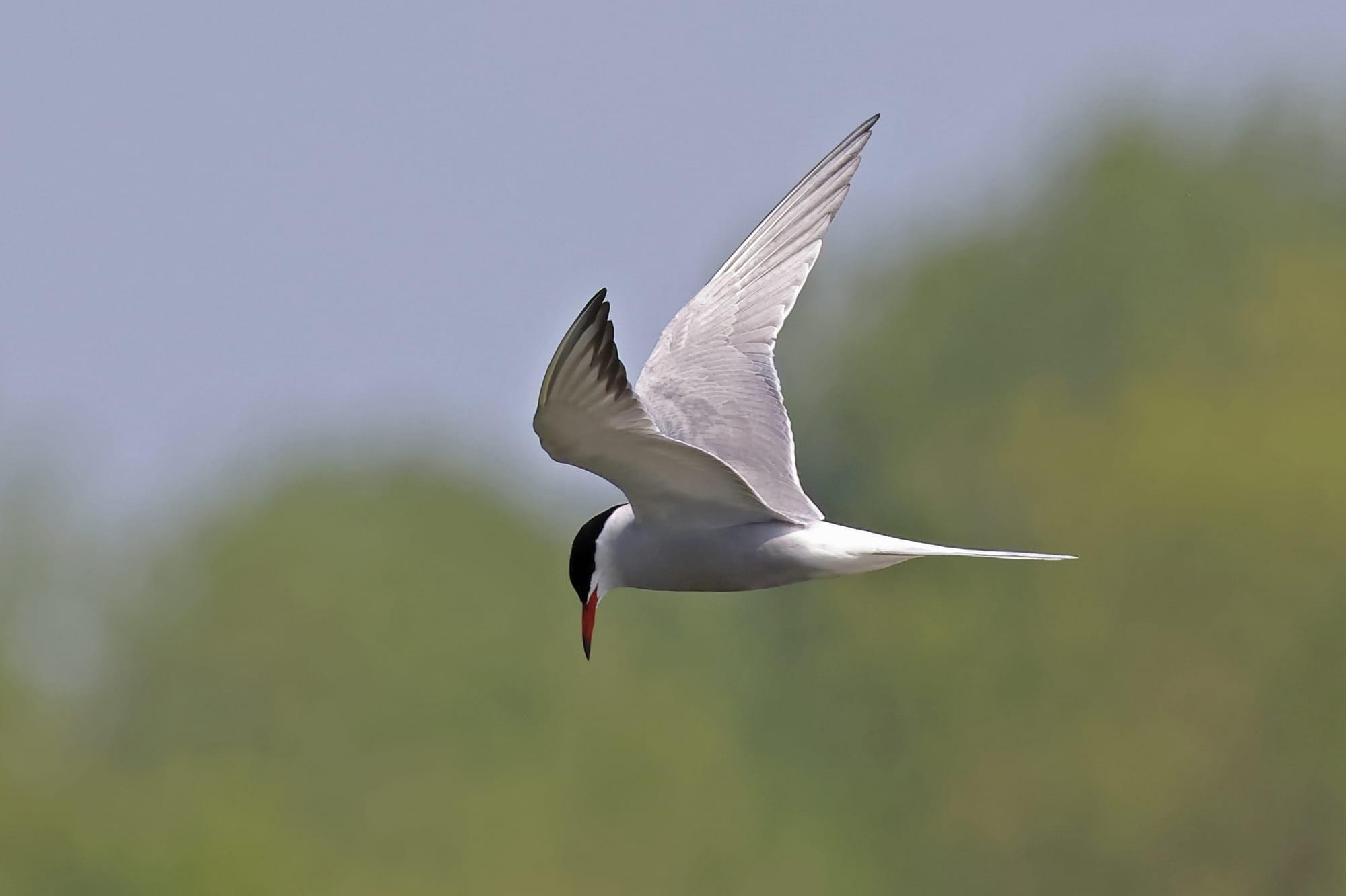 Common Tern