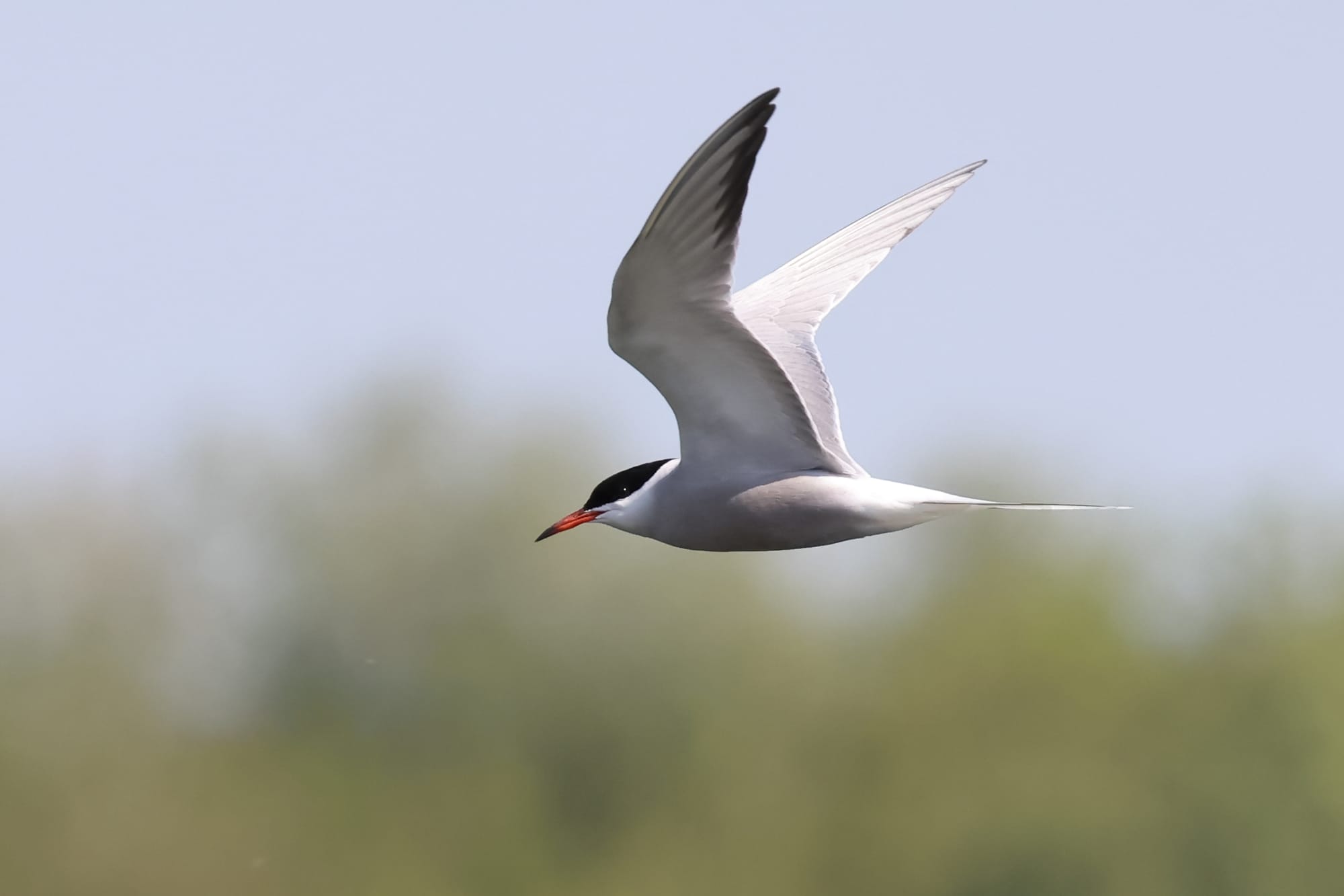 Common Tern
