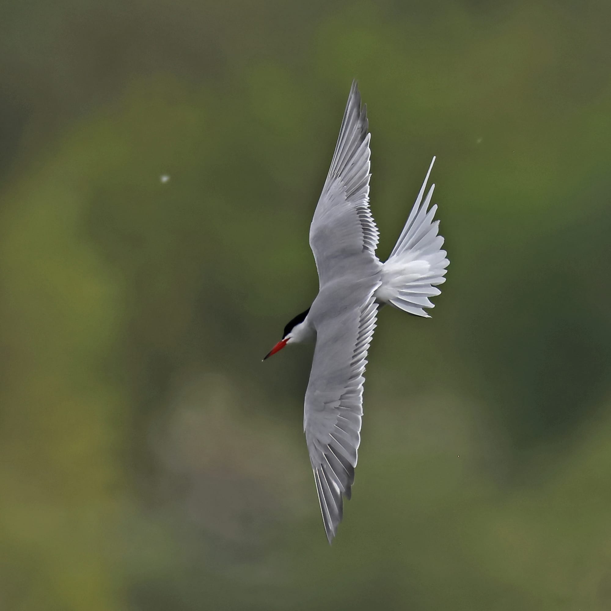 Common Tern