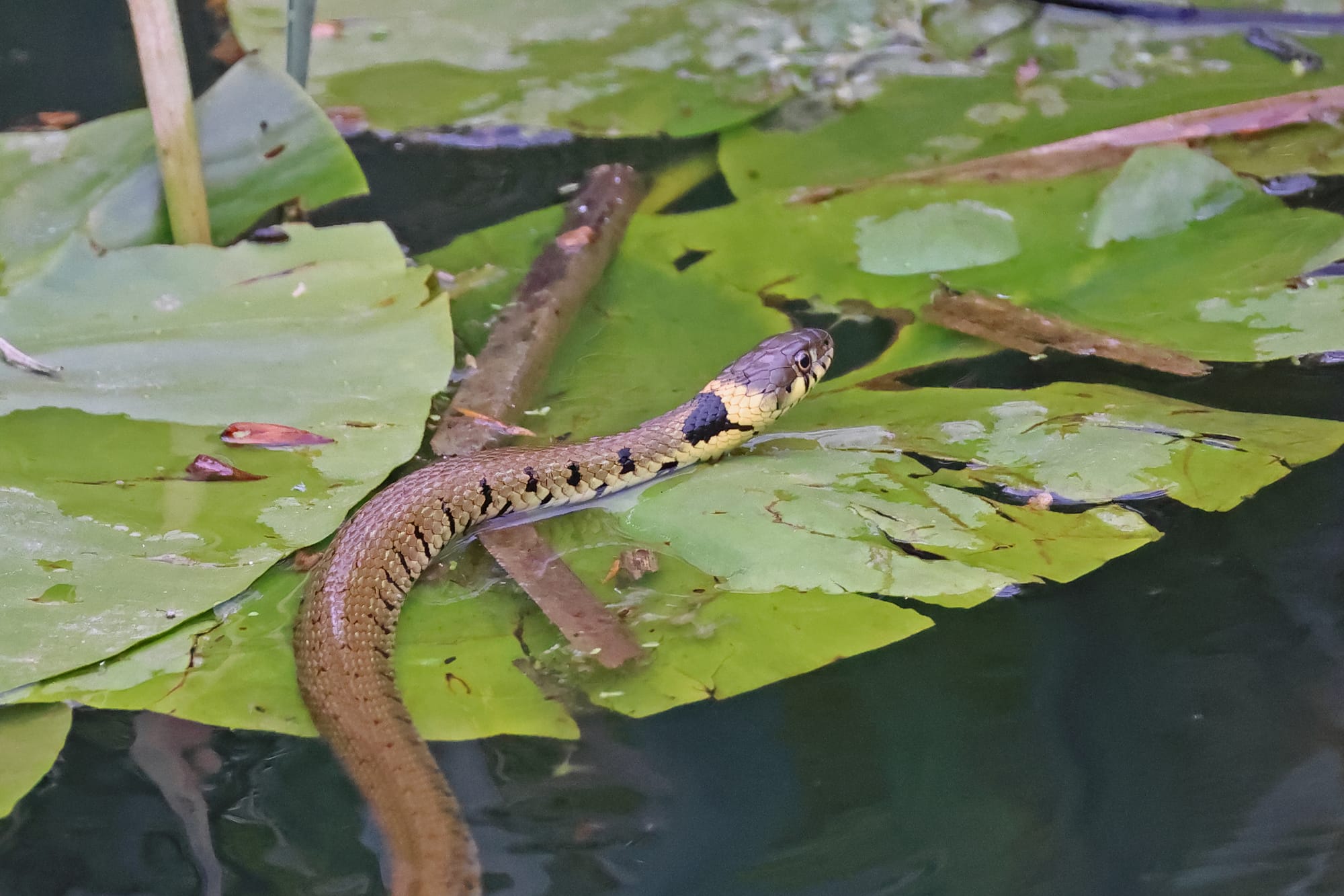 Grass Snake