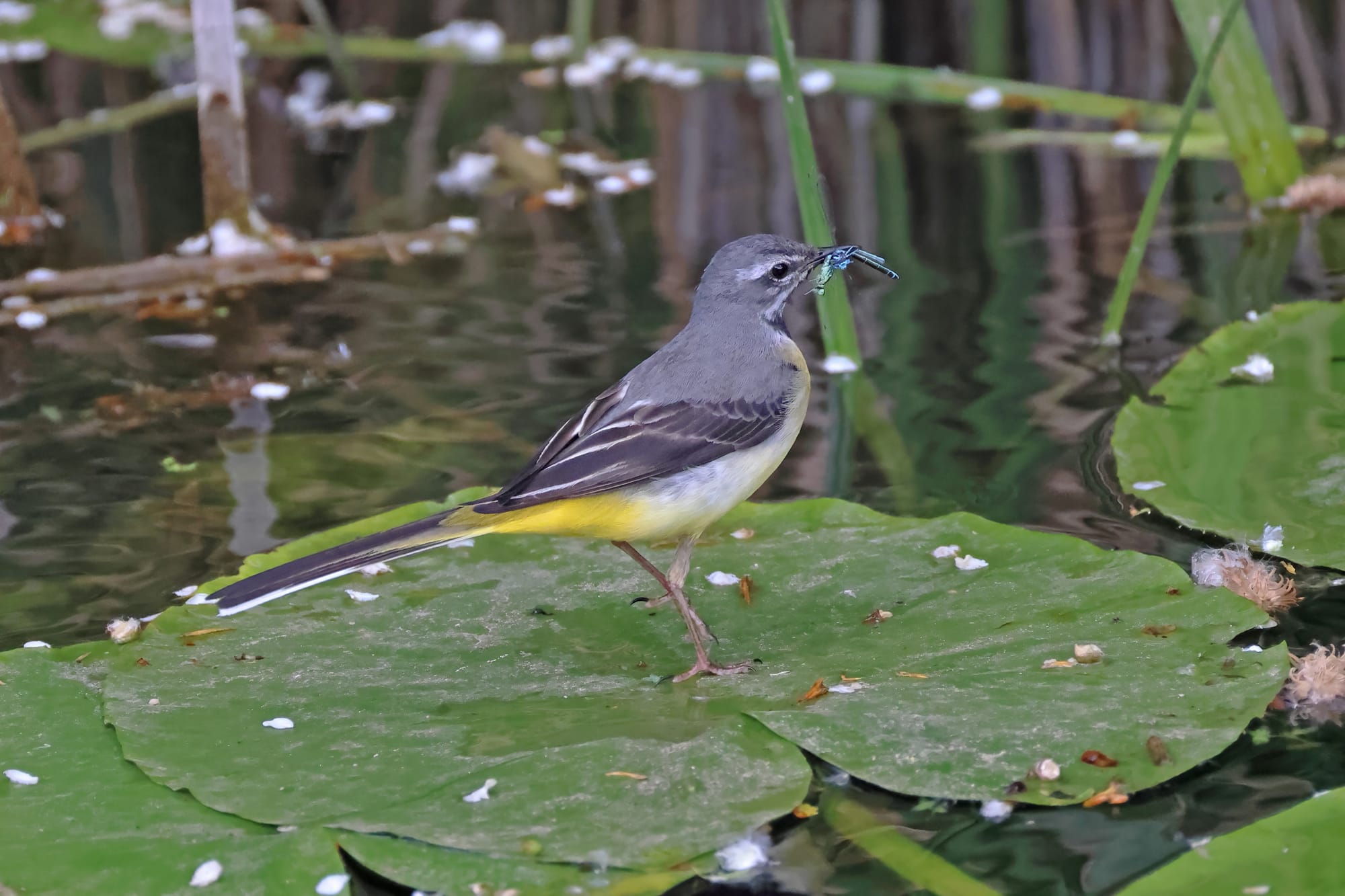 Grey Wagtail