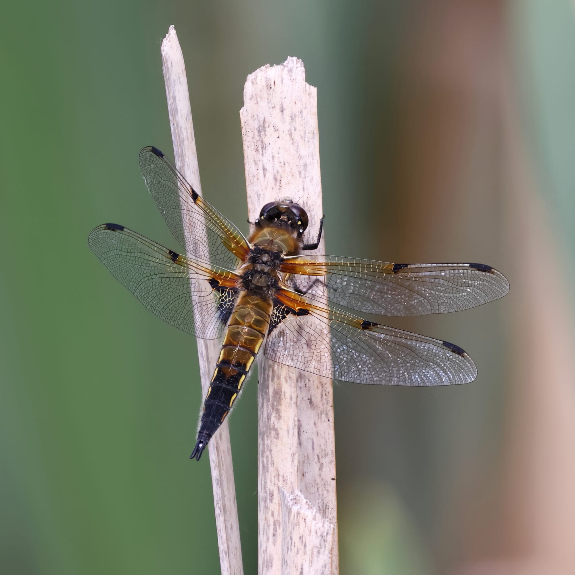 Four-spotted Chaser