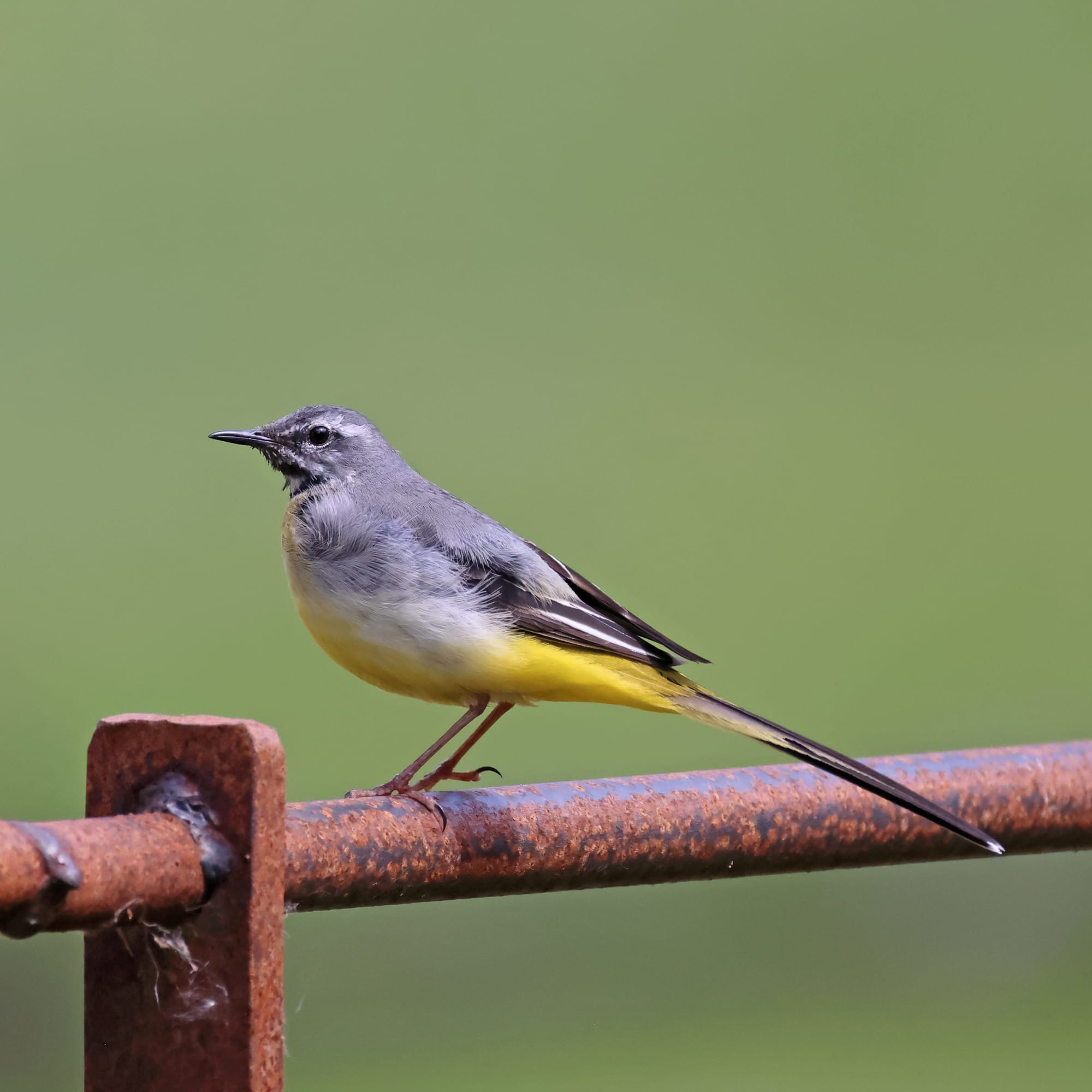 Grey Wagtail