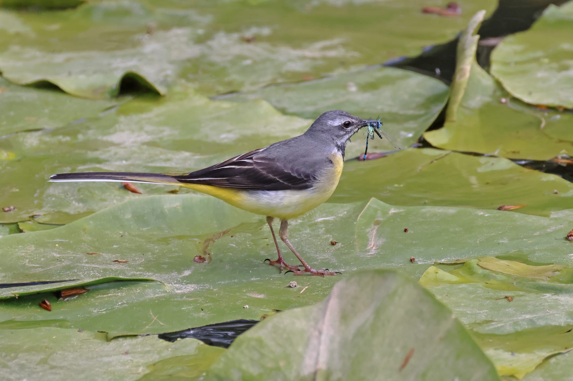Grey Wagtail