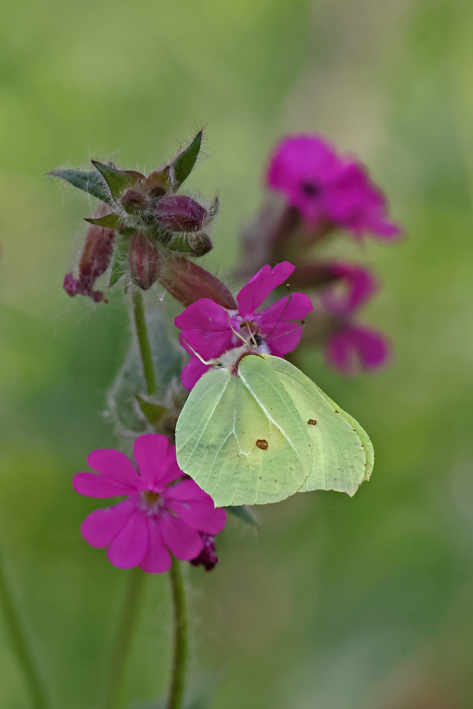 Brimstone Butterfly