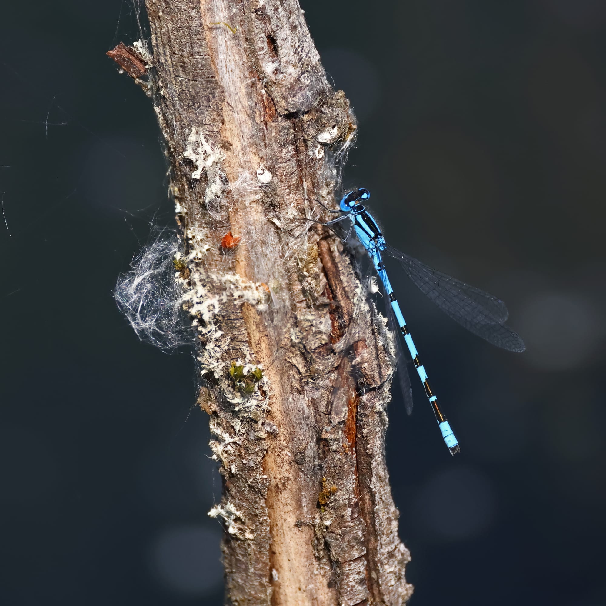 Common Blue Damselfly