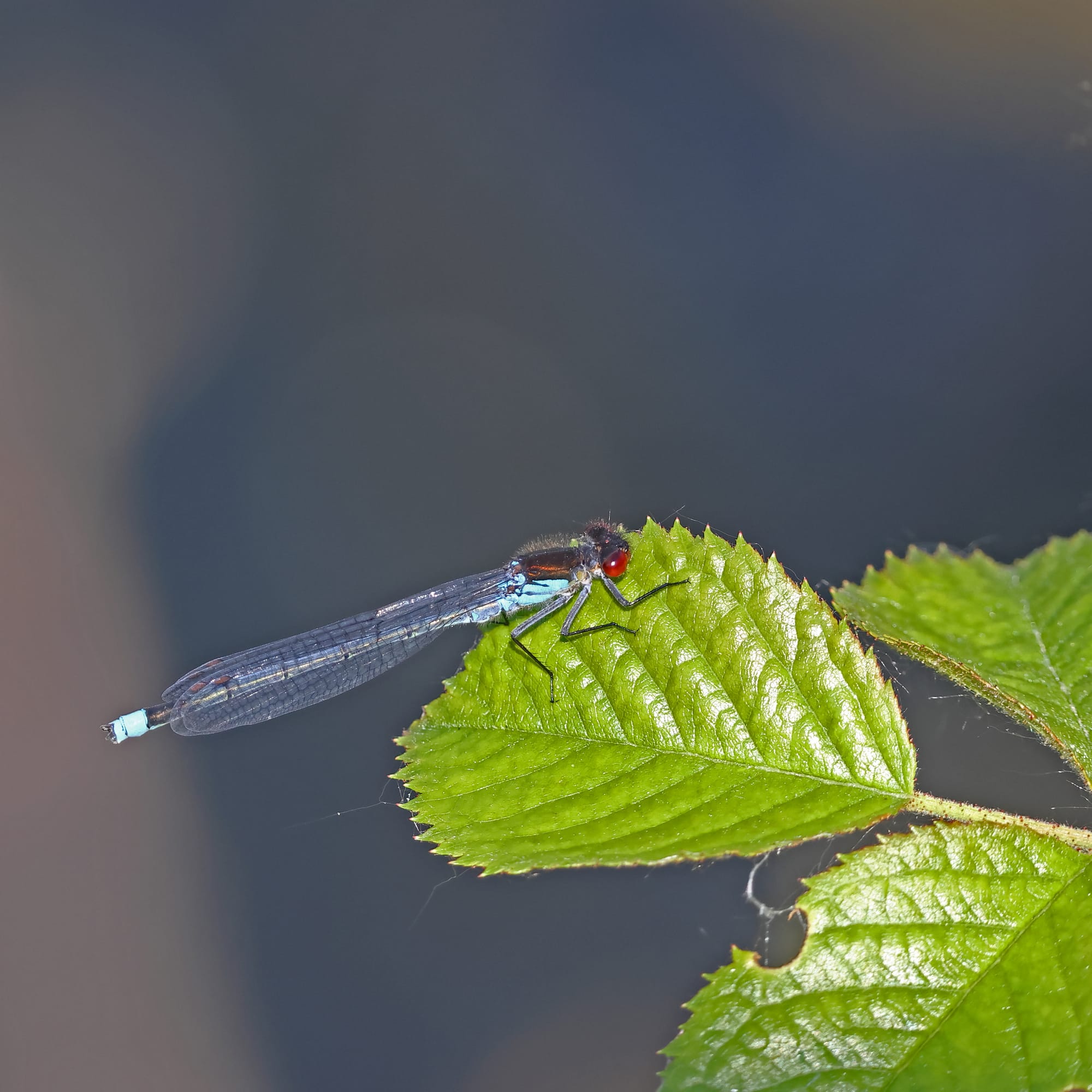 Red-eyed Damselfly