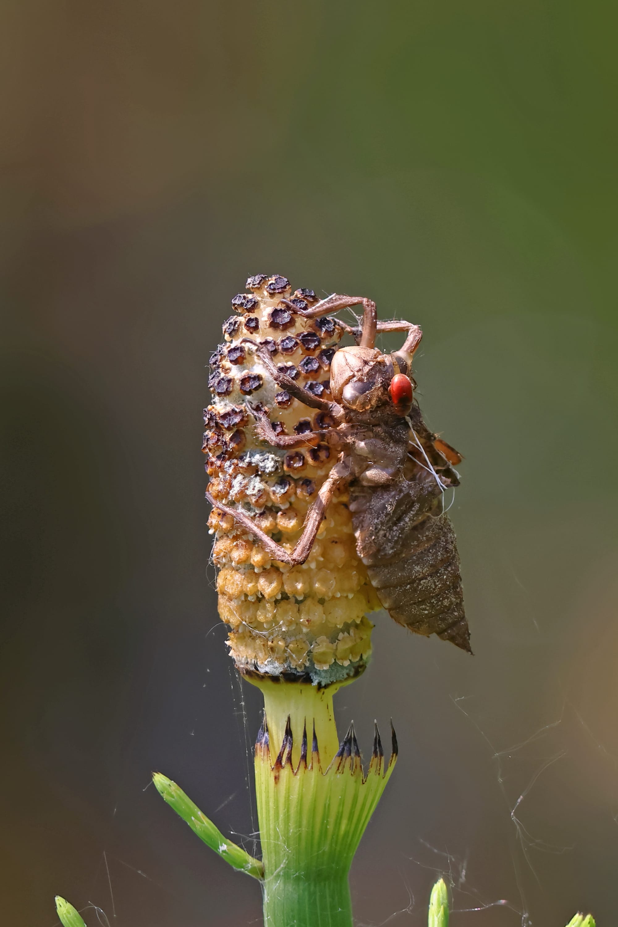 Four-spot Chaser