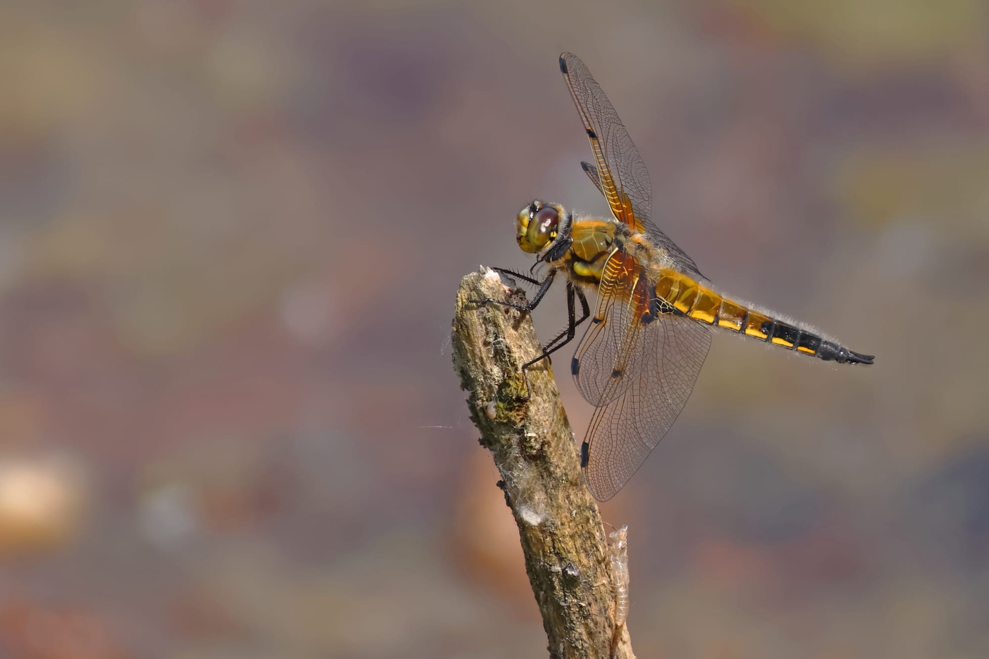 Four-spot Chaser