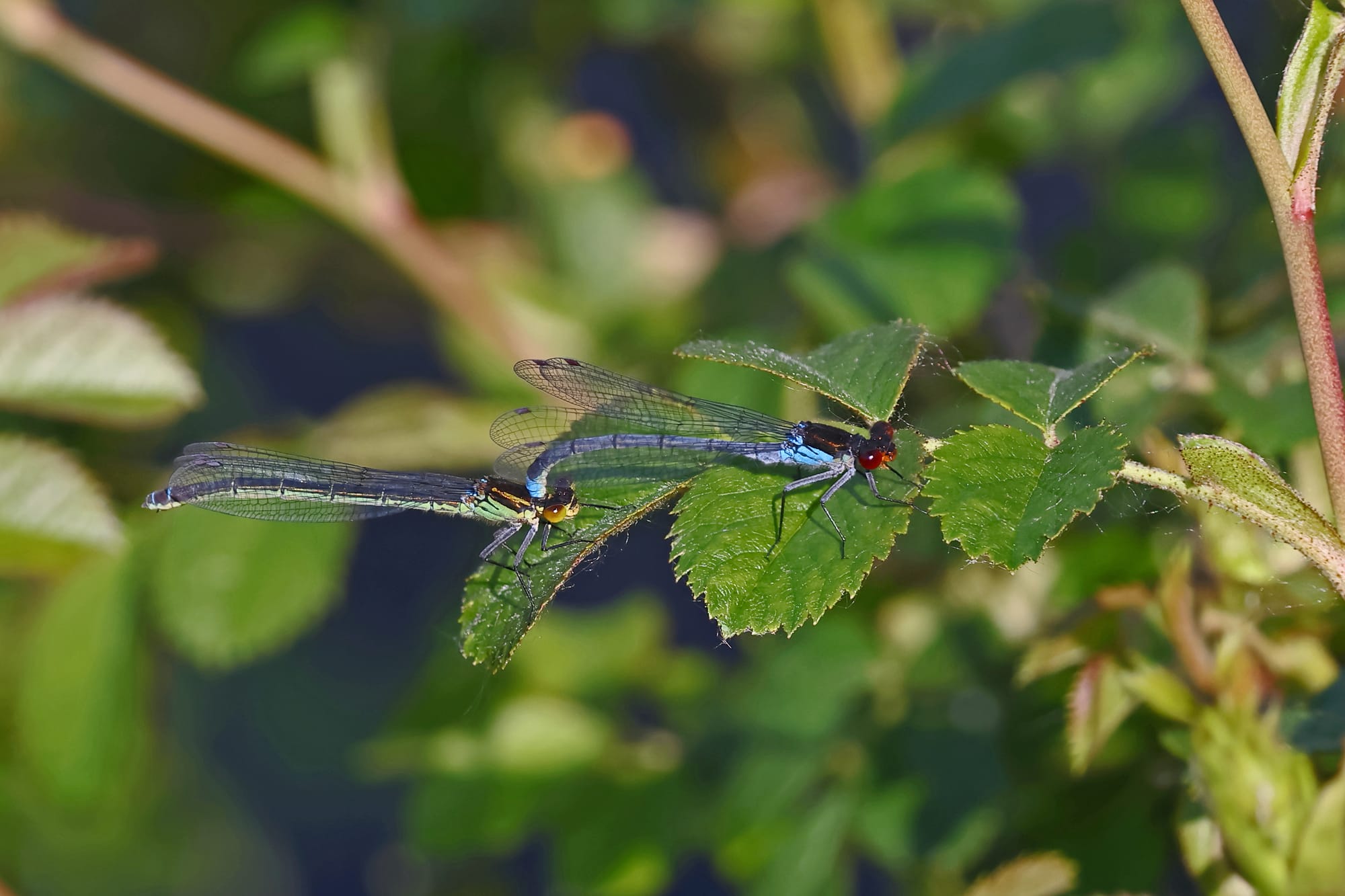 Red-eyed Damselfly