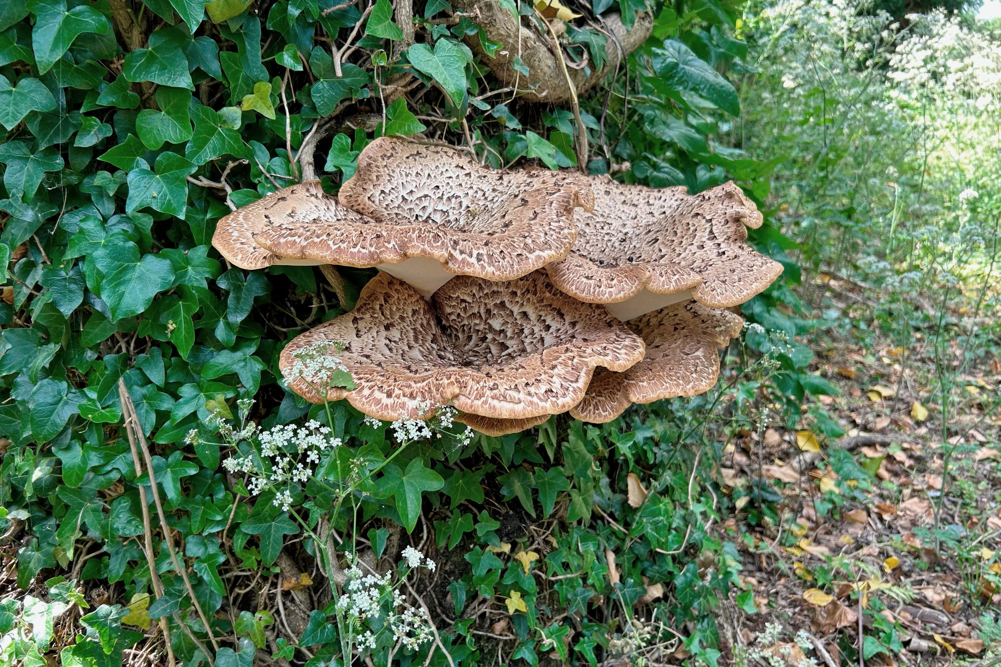 Dryad's Saddle