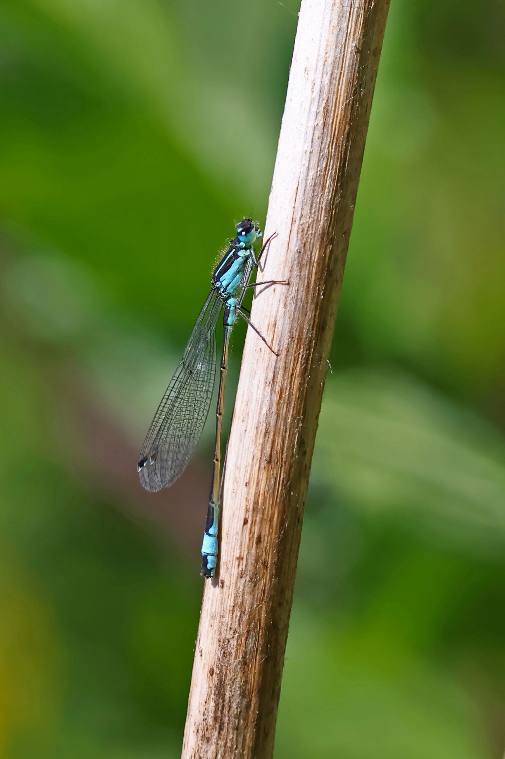 Blue-tailed Damselfly