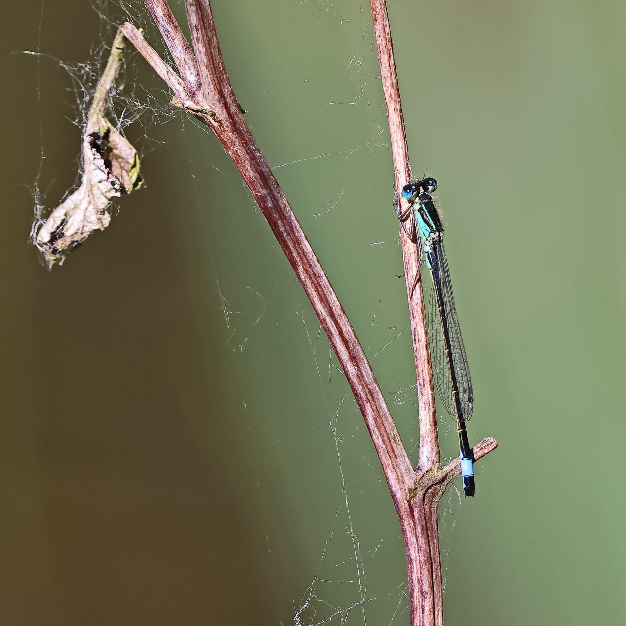 Blue-tailed Damselfly