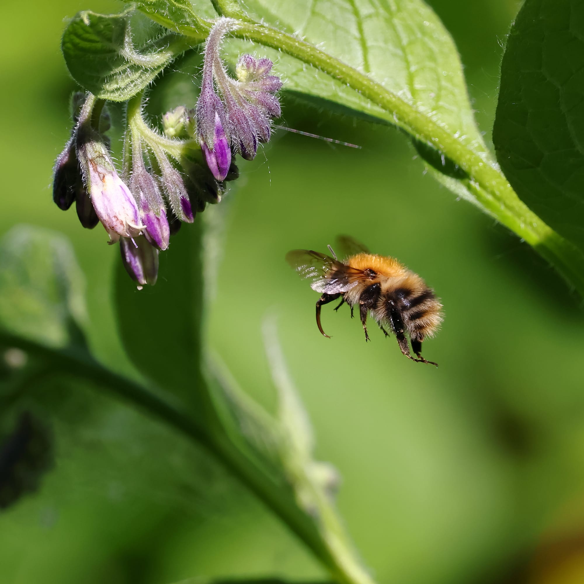 Common Carder Bee