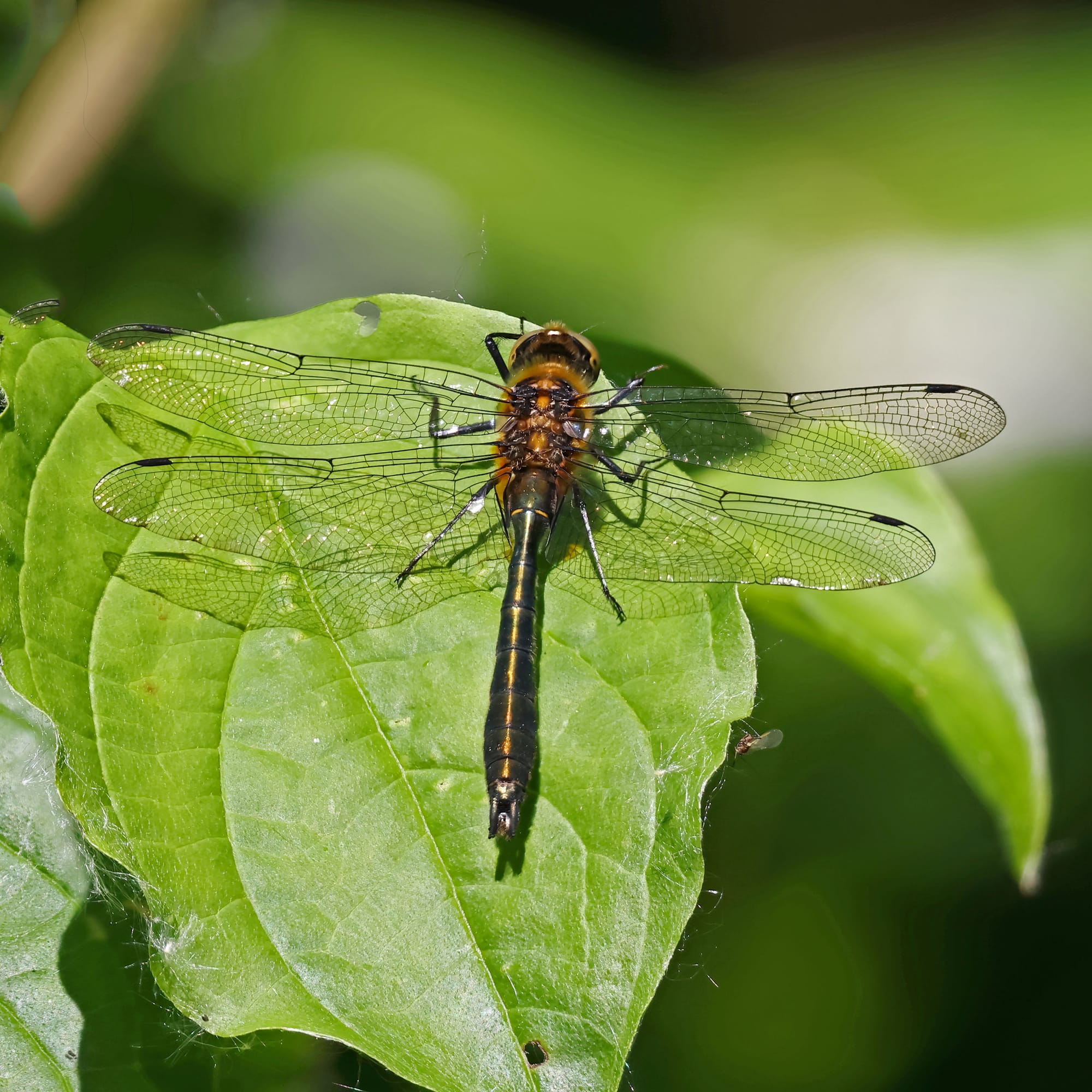Downy Emerald Dragonfly