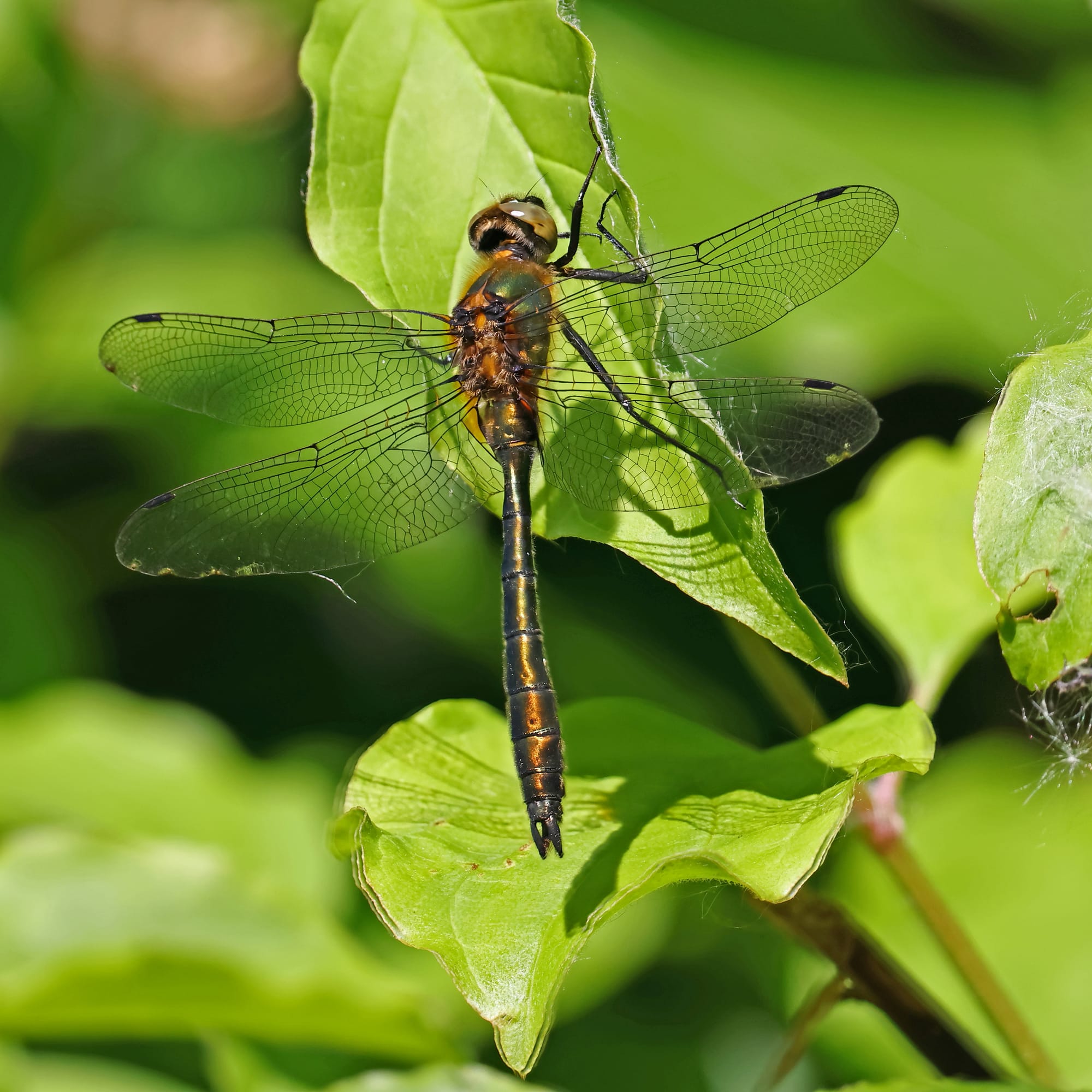 Downy Emerald Dragonfly