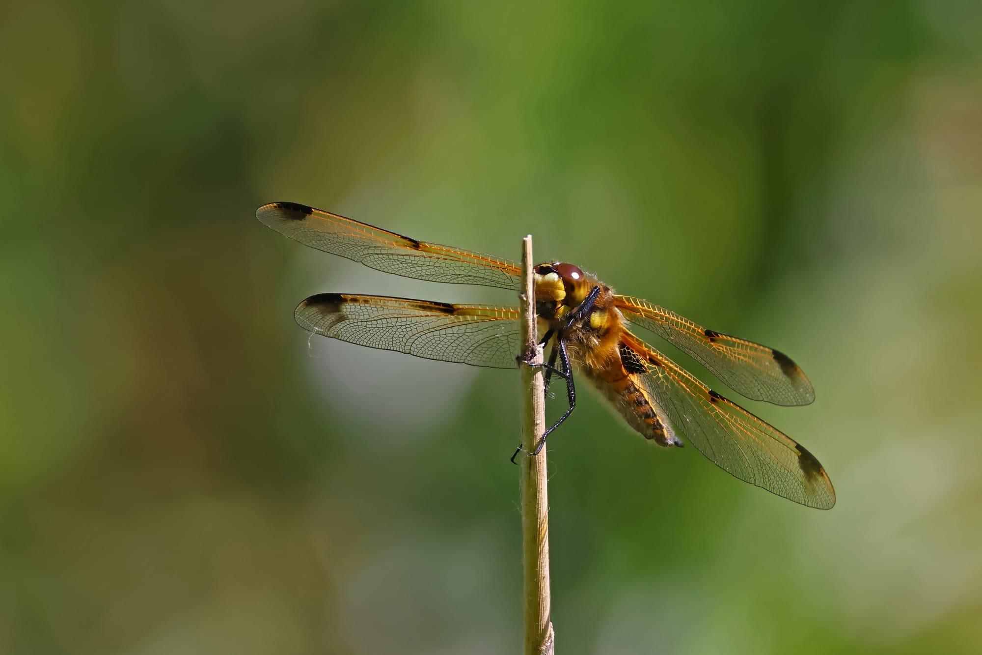 Four-spot Chaser