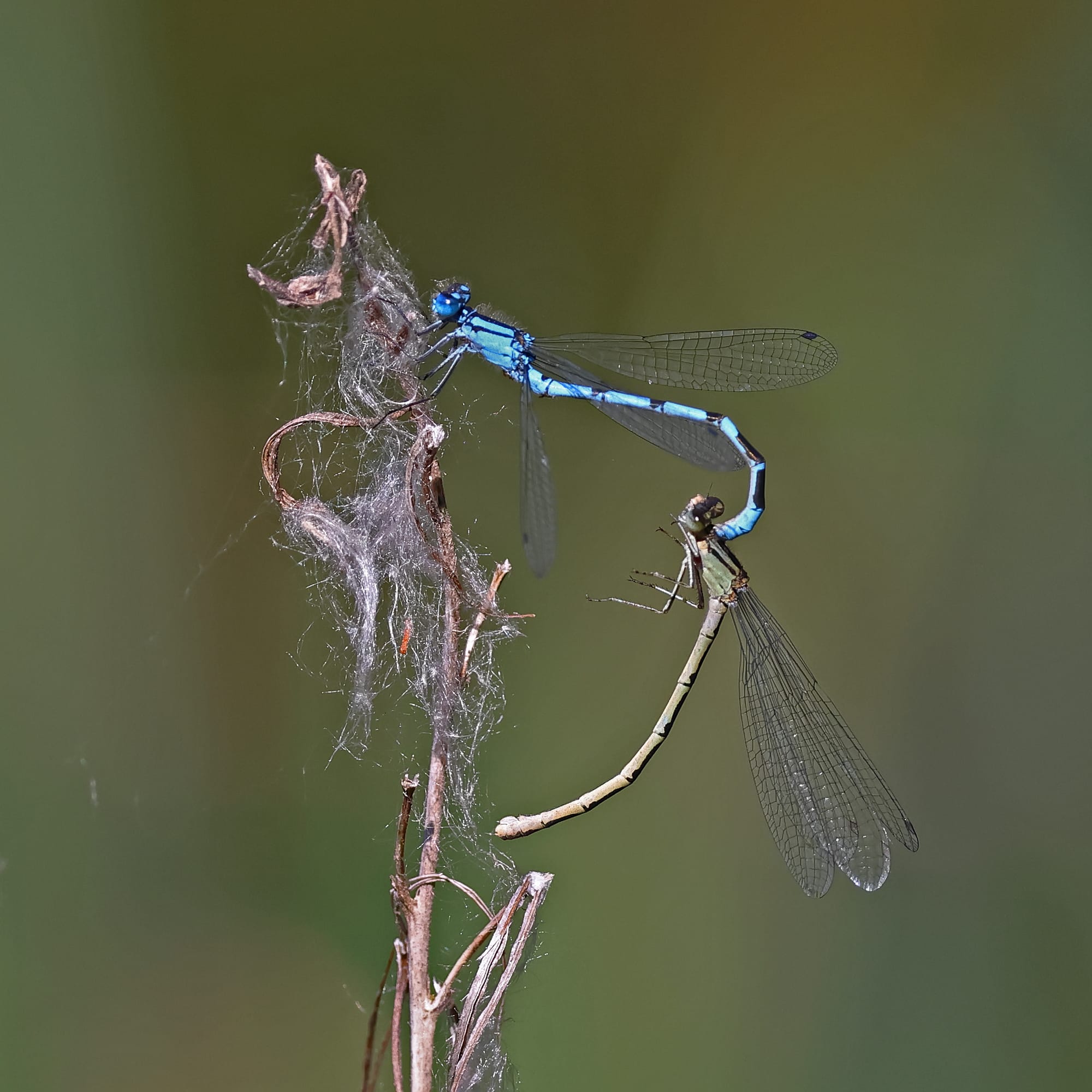 Common Blue Damselfly