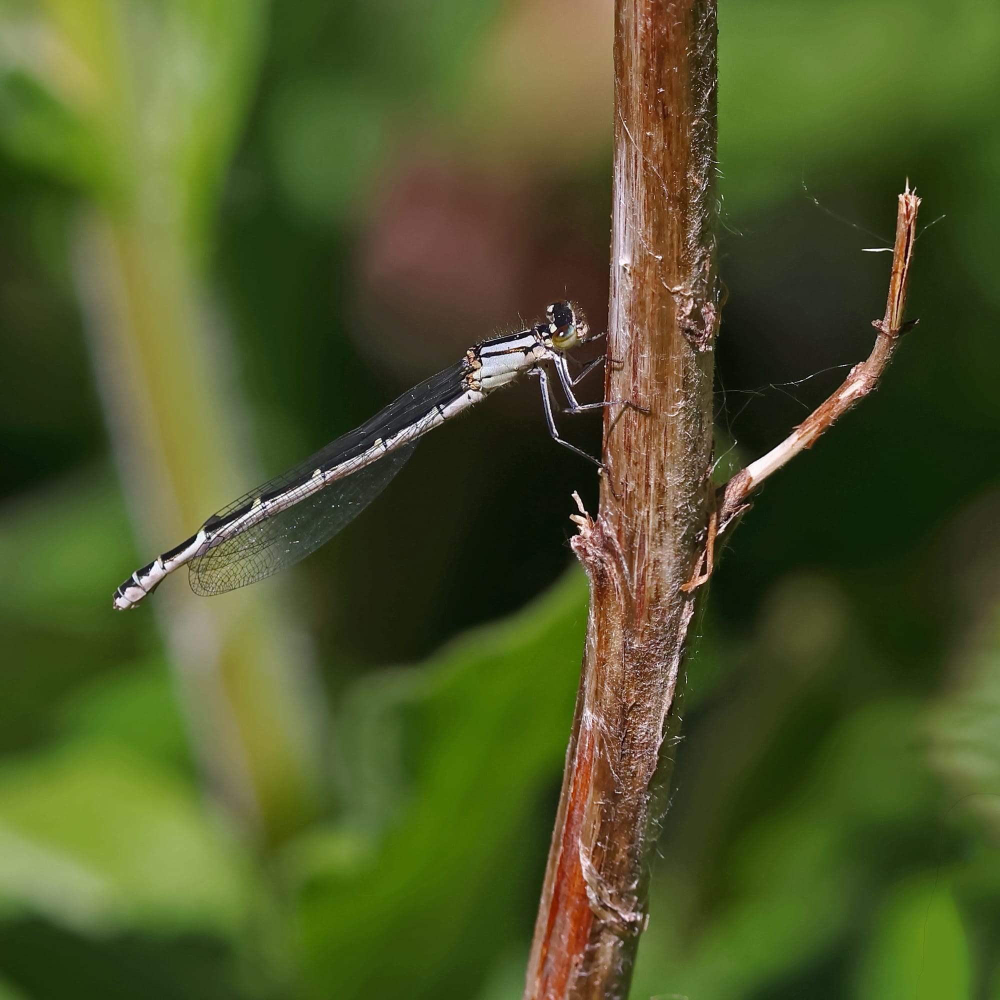 Common Blue Damselfly