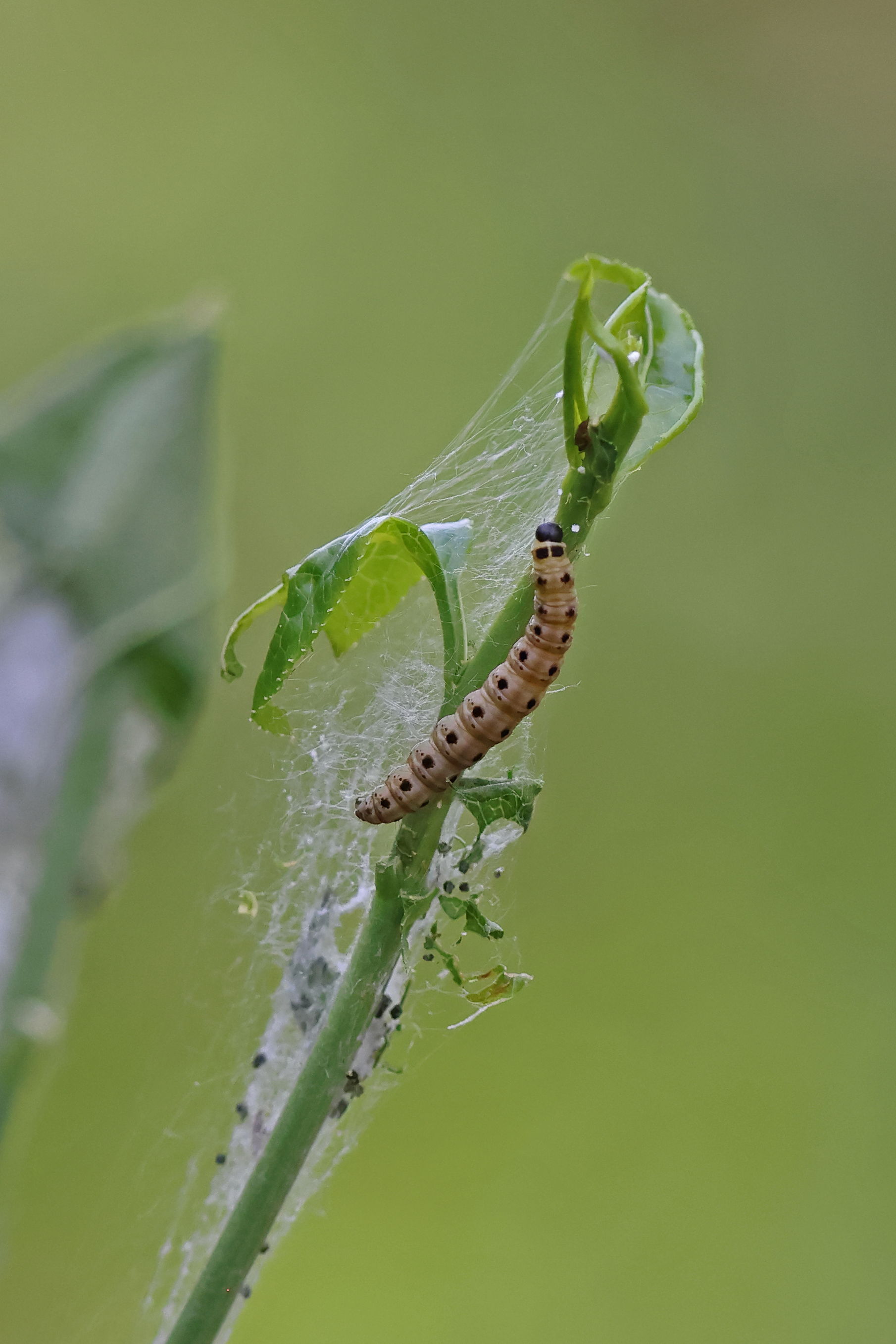 Orchard Ermine Moth