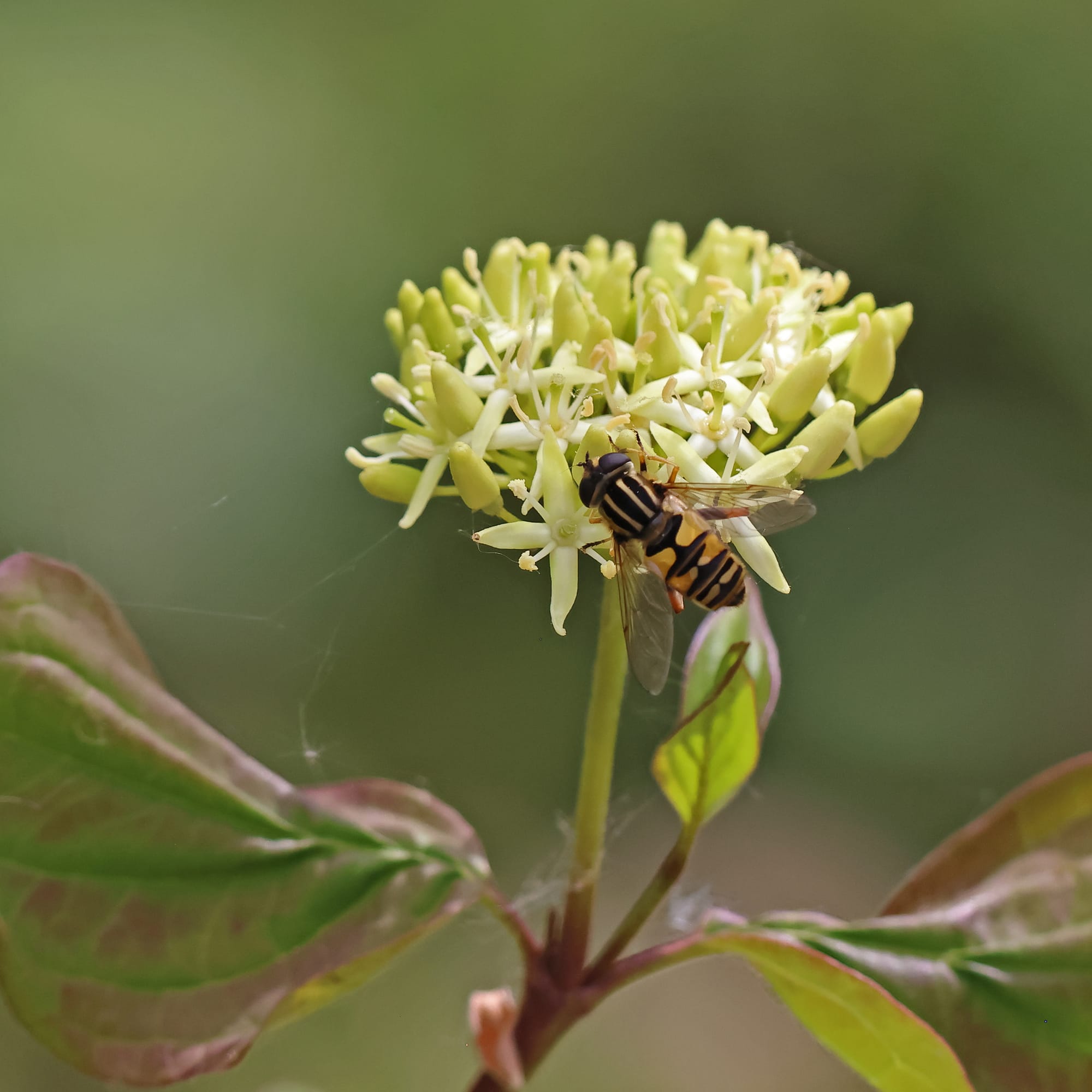 Marmalade Hover Fly