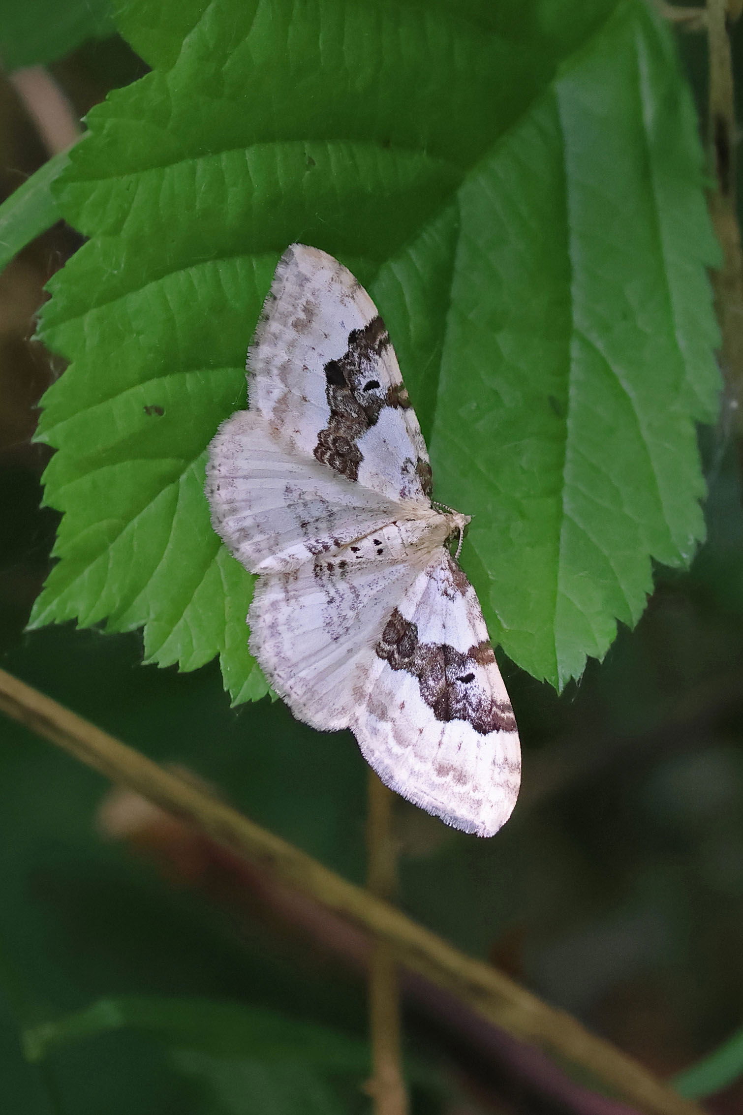 Silver-ground Carpet Moth