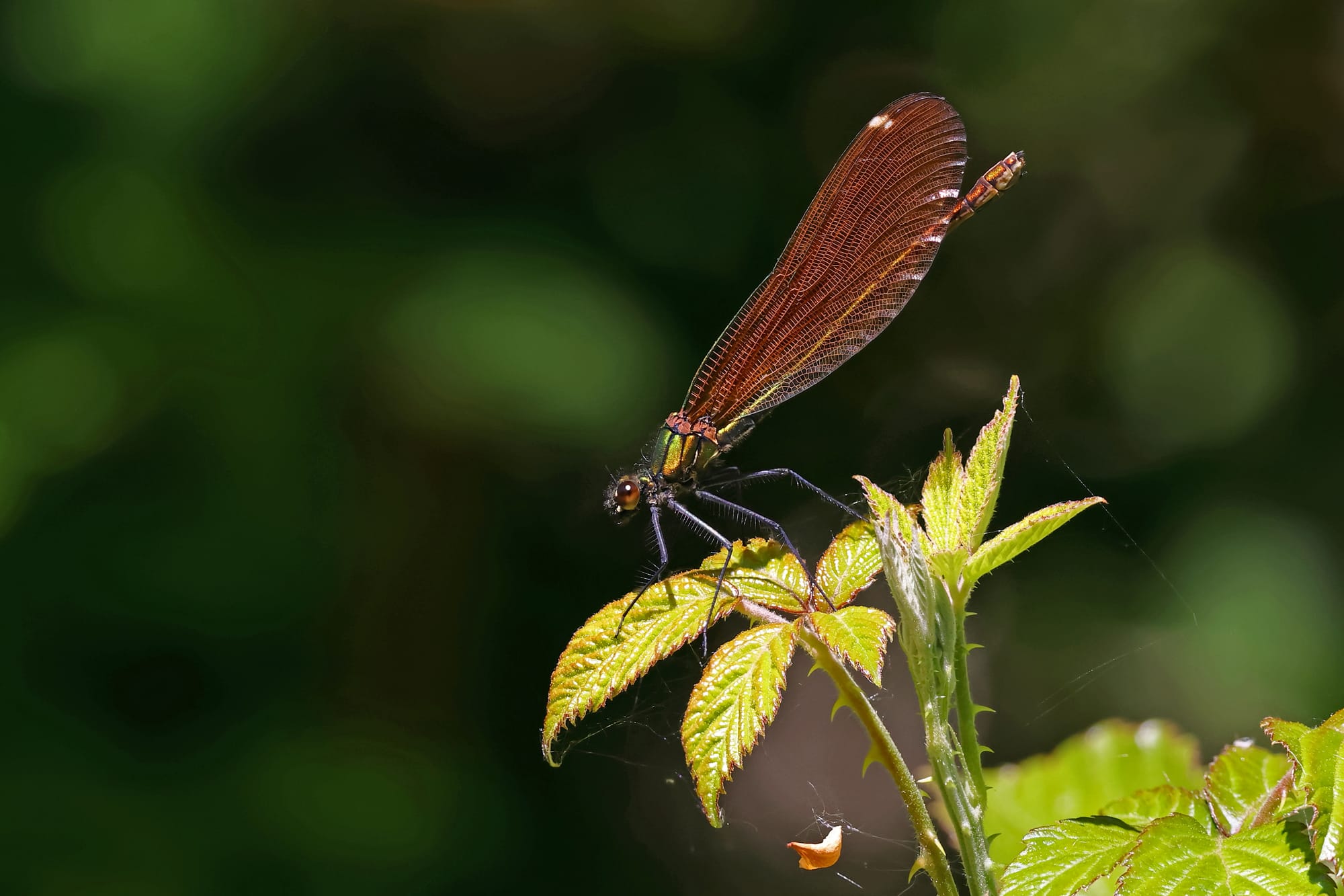 Beautiful Demoiselle