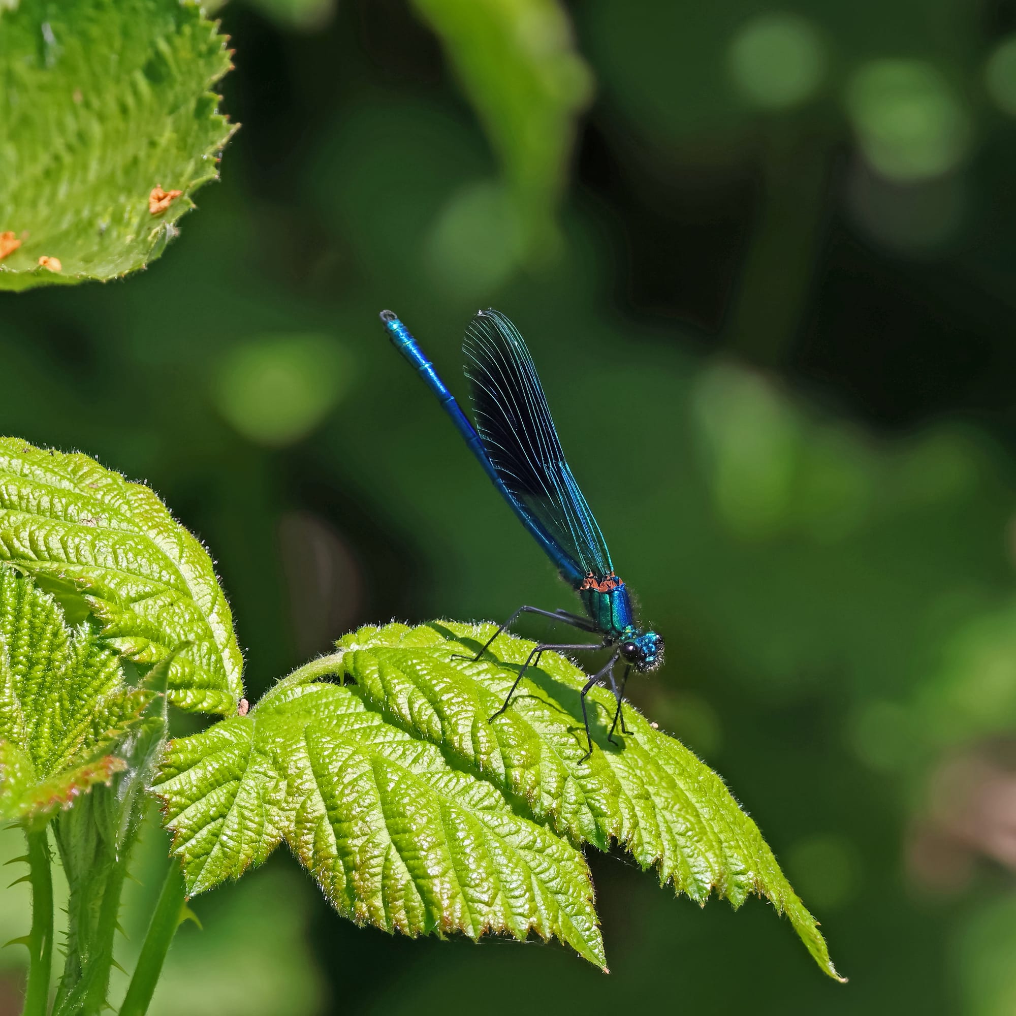 Banded Demoiselle
