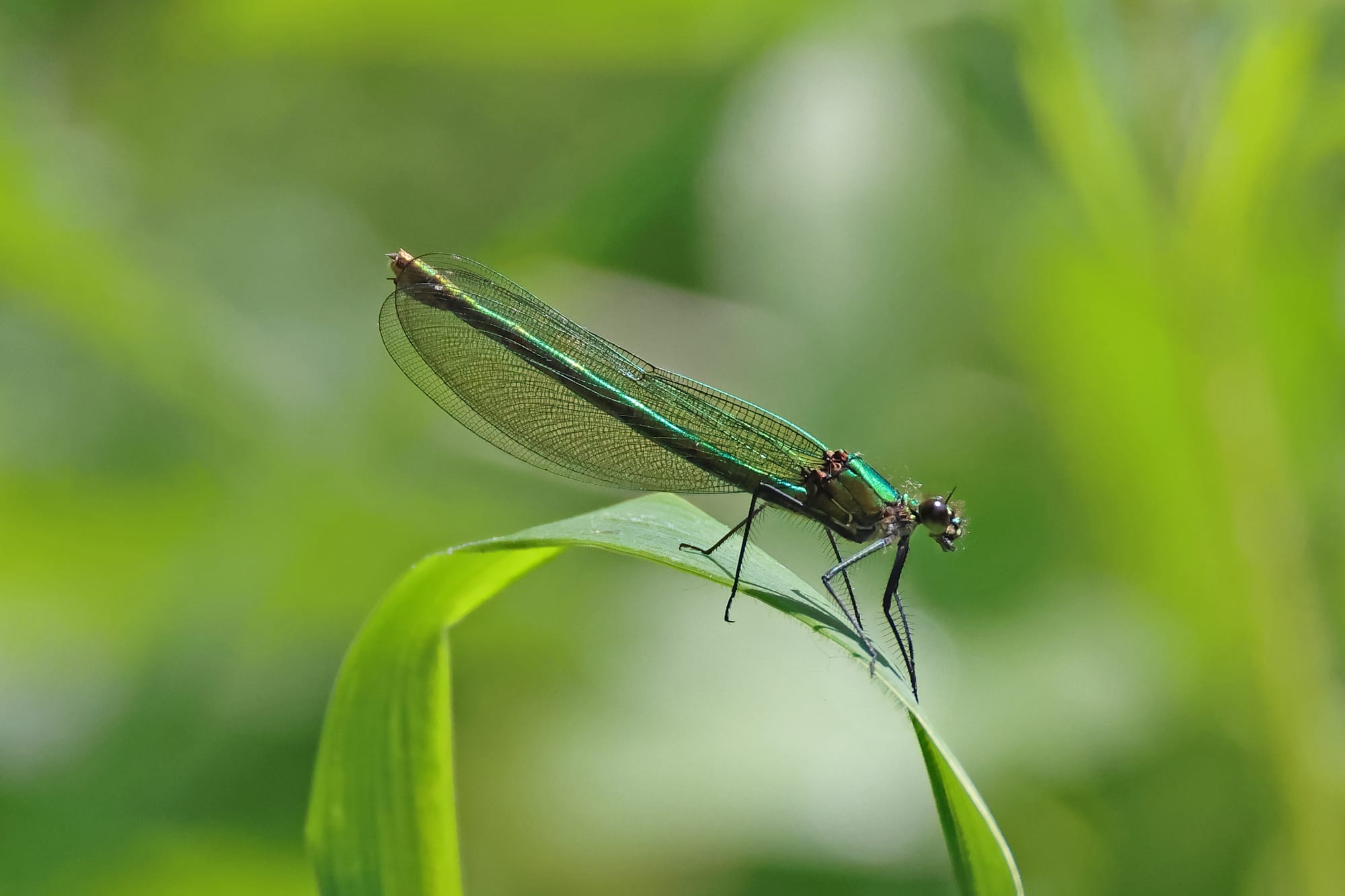 Banded Demoiselle