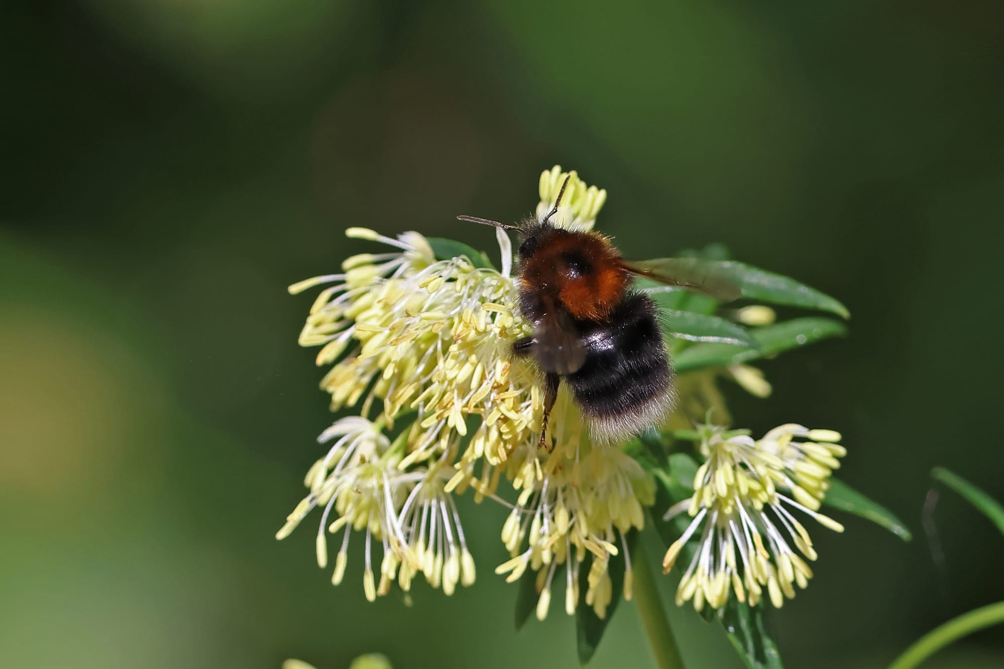 Tree Bumble Bee