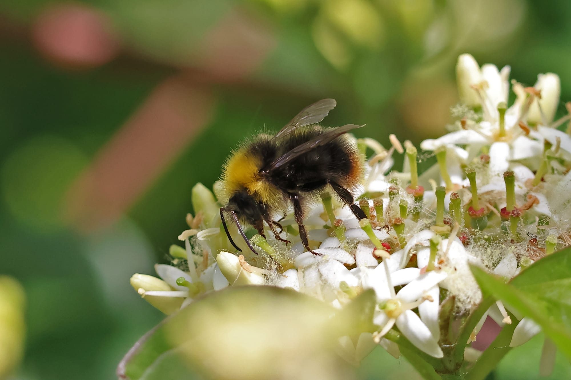 Early Bumble Bee
