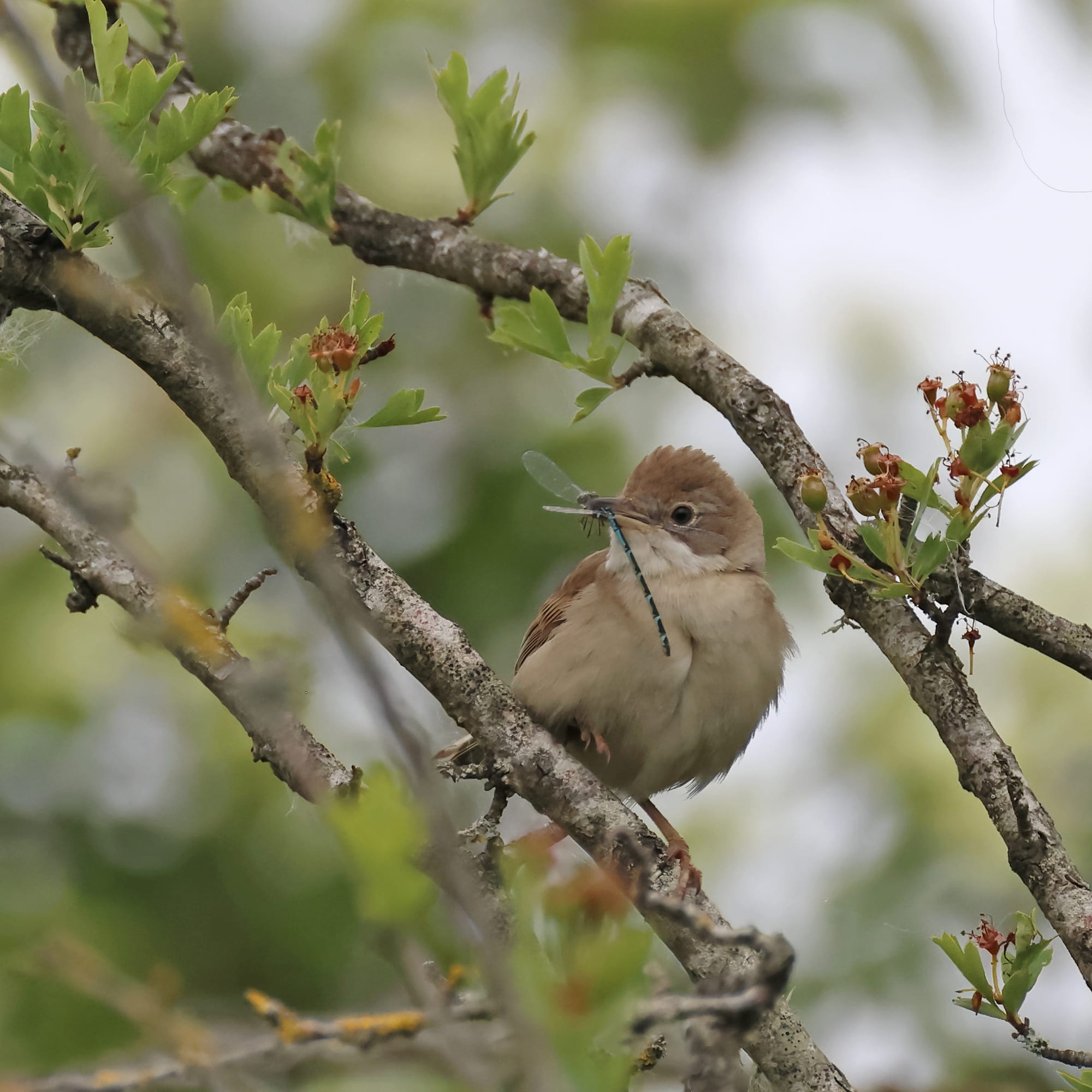 Whitethroat