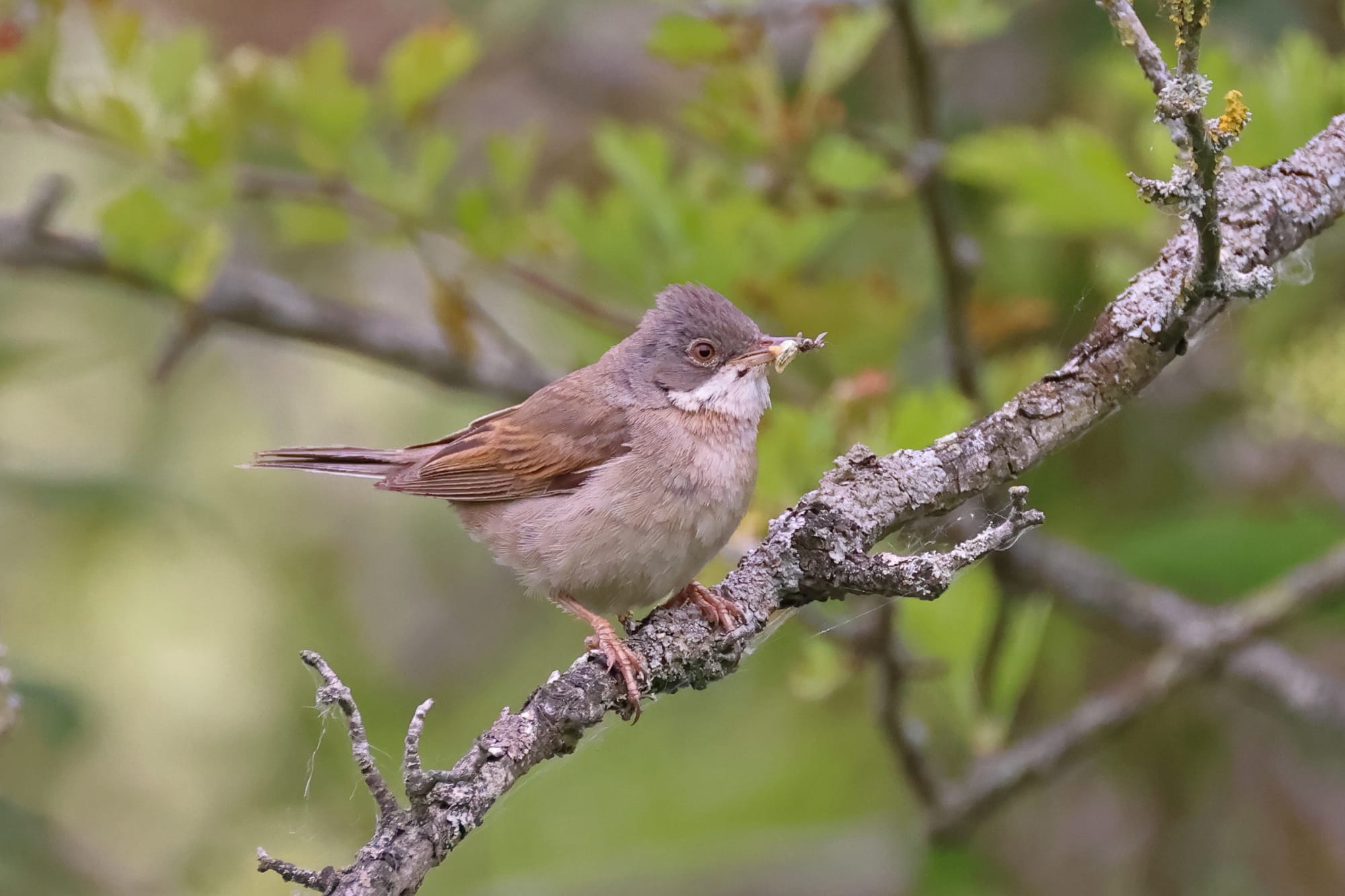 Whitethroat