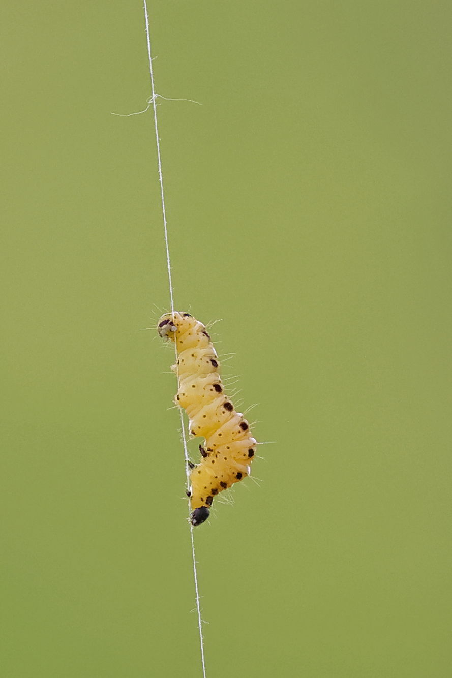 Orchard Ermine Moth