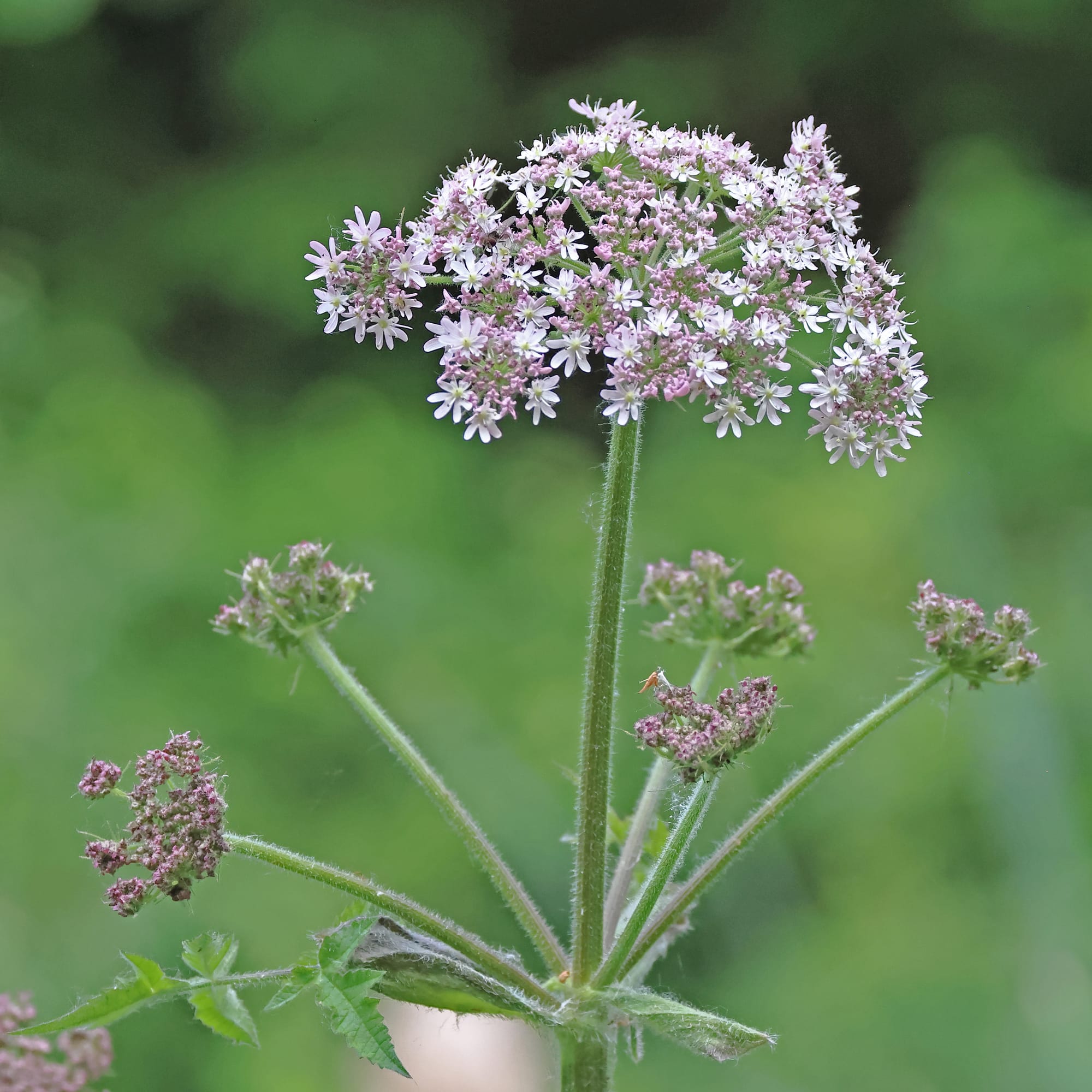 Hogweed