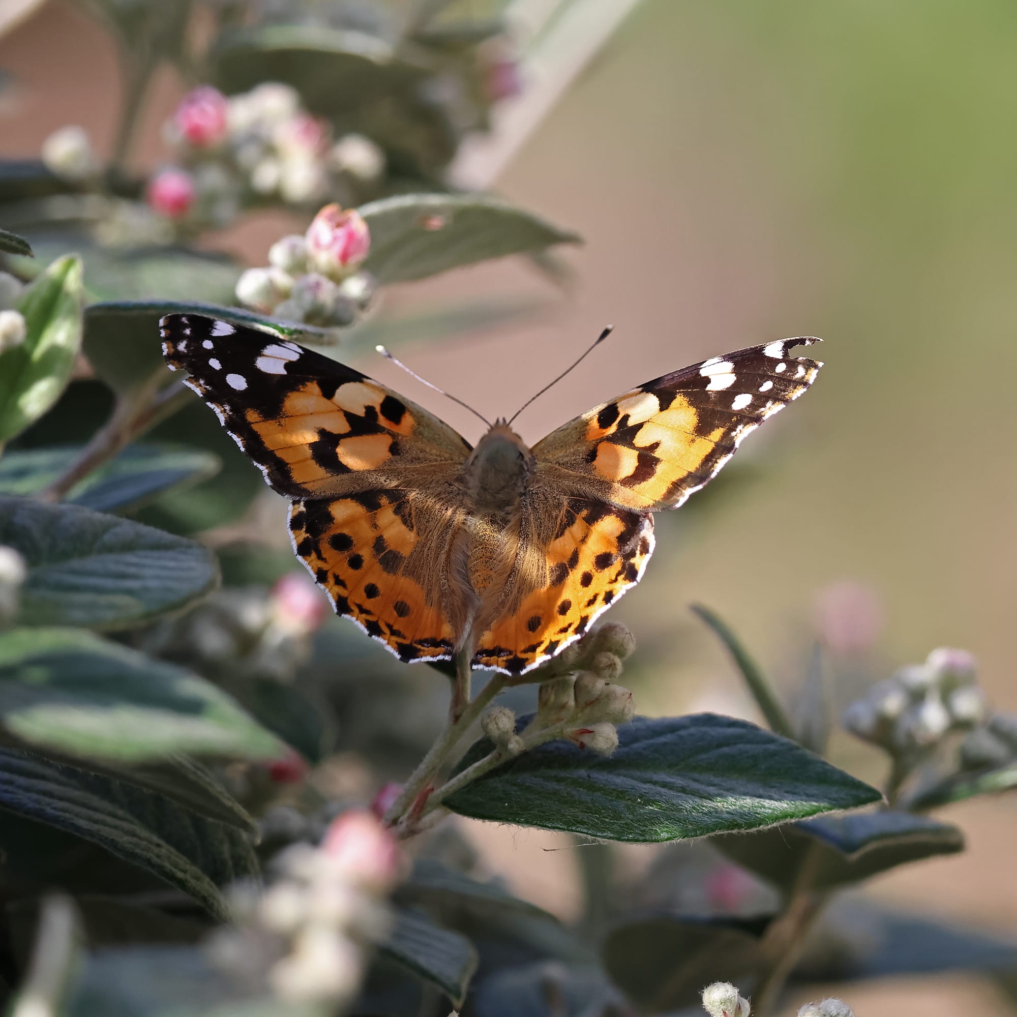 Painted Lady