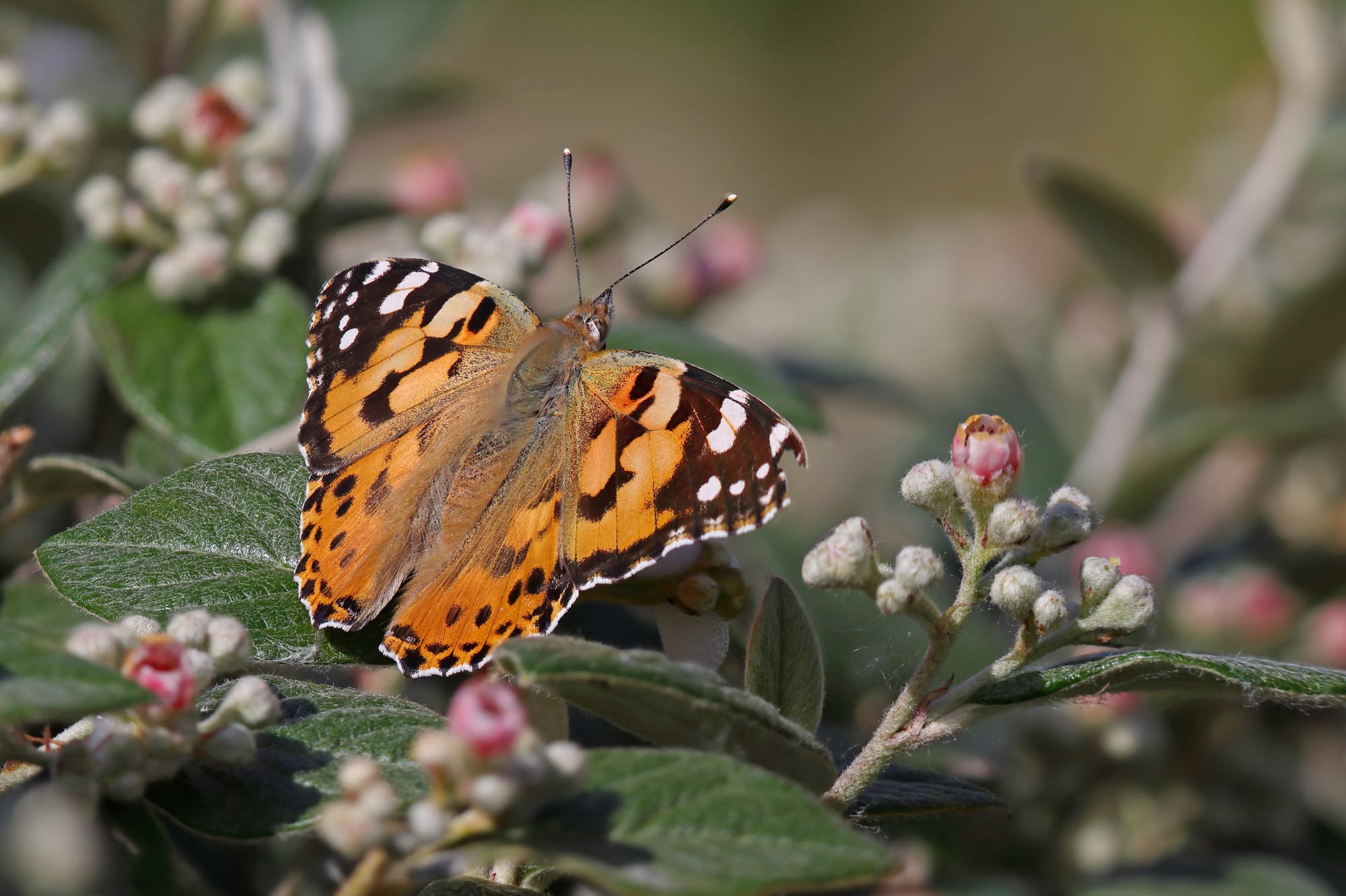 Painted Lady