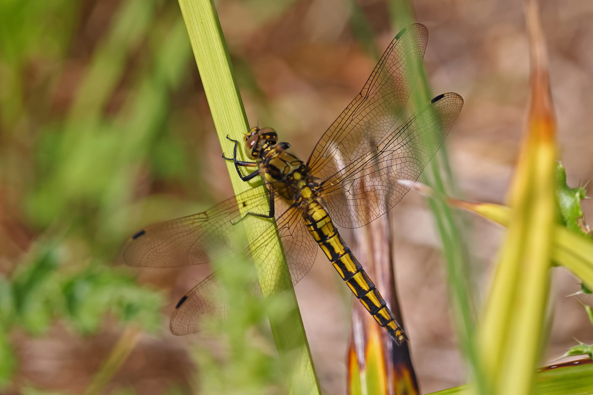 Black-tailed Skimmer