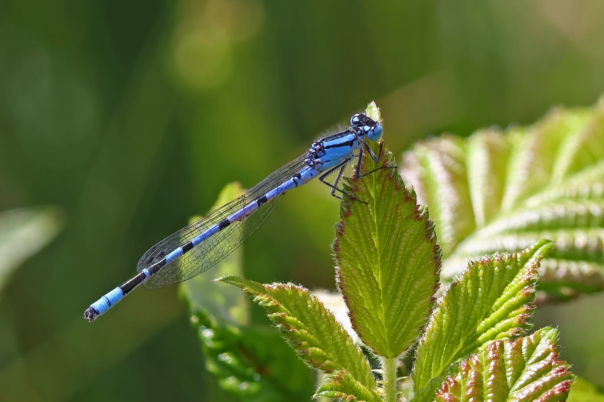 Common Blue Damselfly