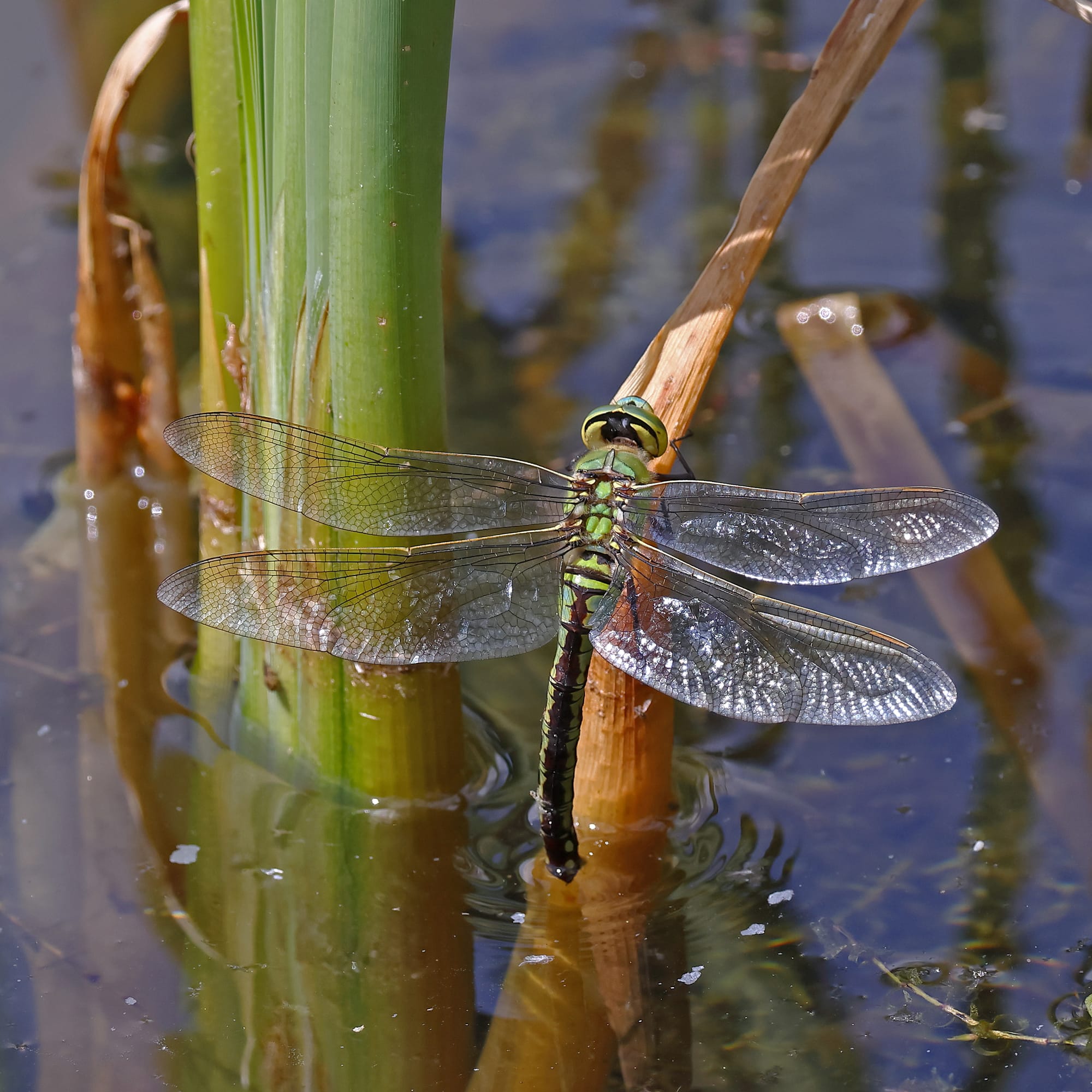 Emperor Dragonfly