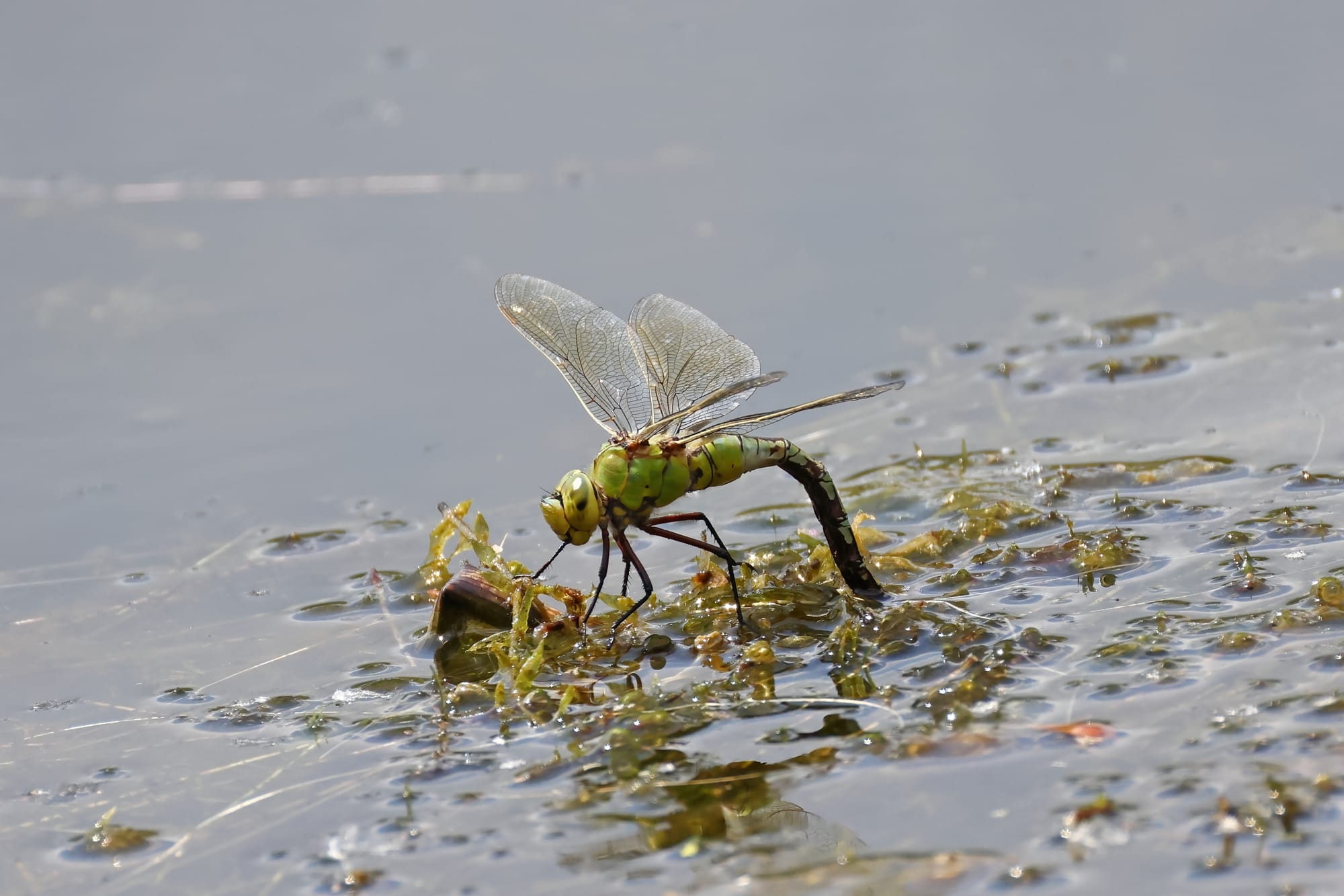 Emperor Dragonfly
