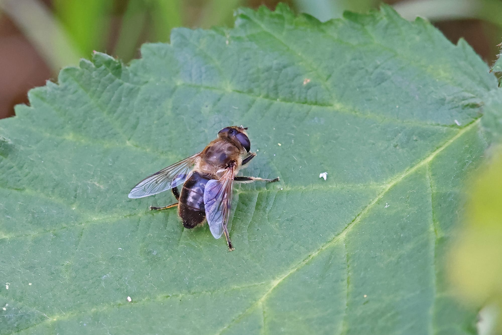 Drone Fly