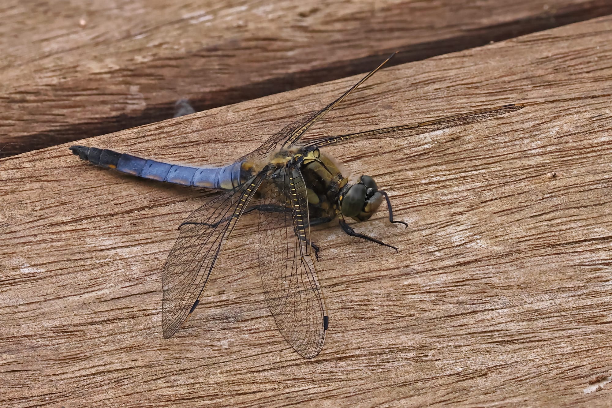 Black-tailed Skimmer