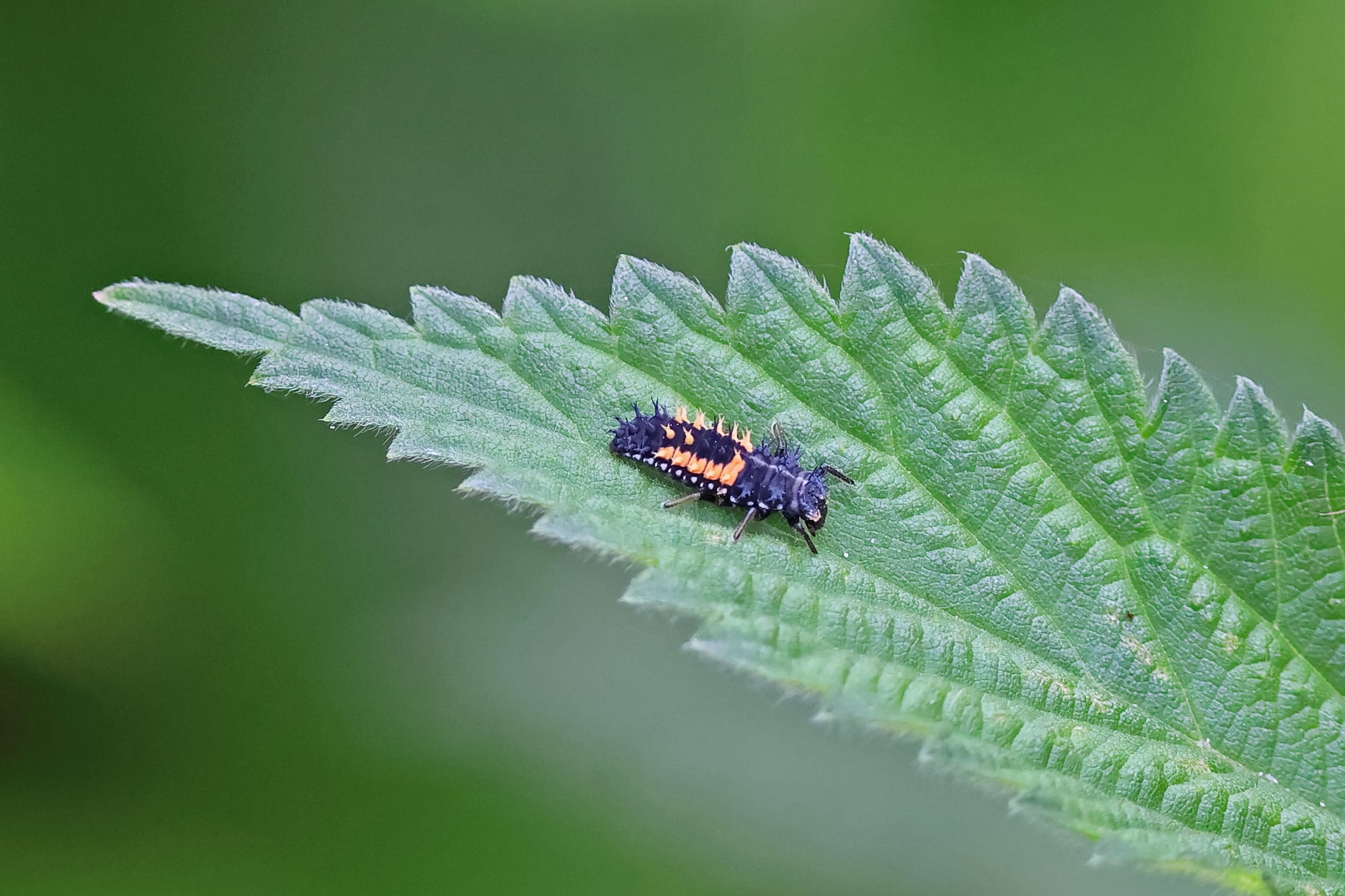Harlequin Ladybird