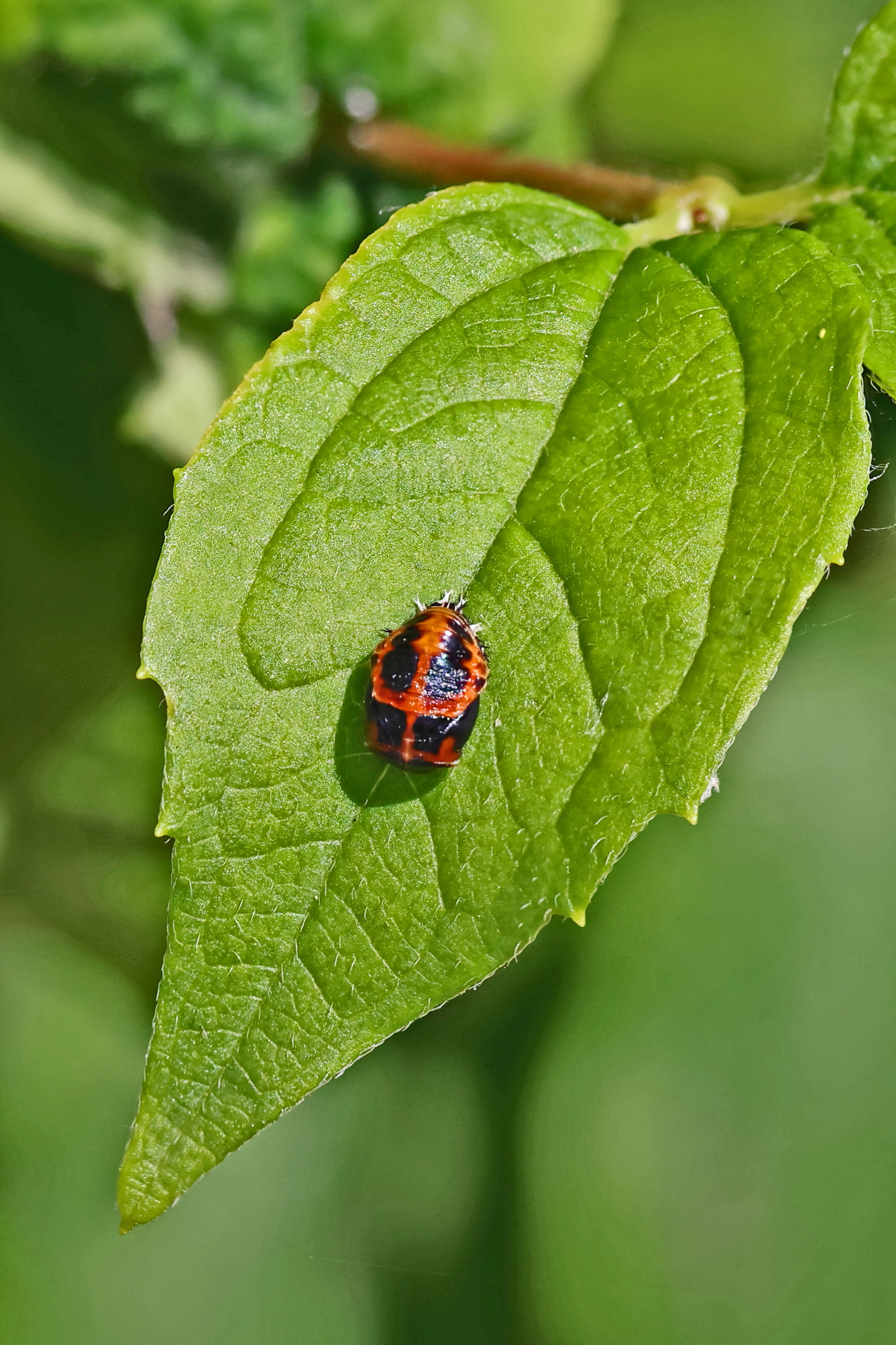 Harlequin Ladybird