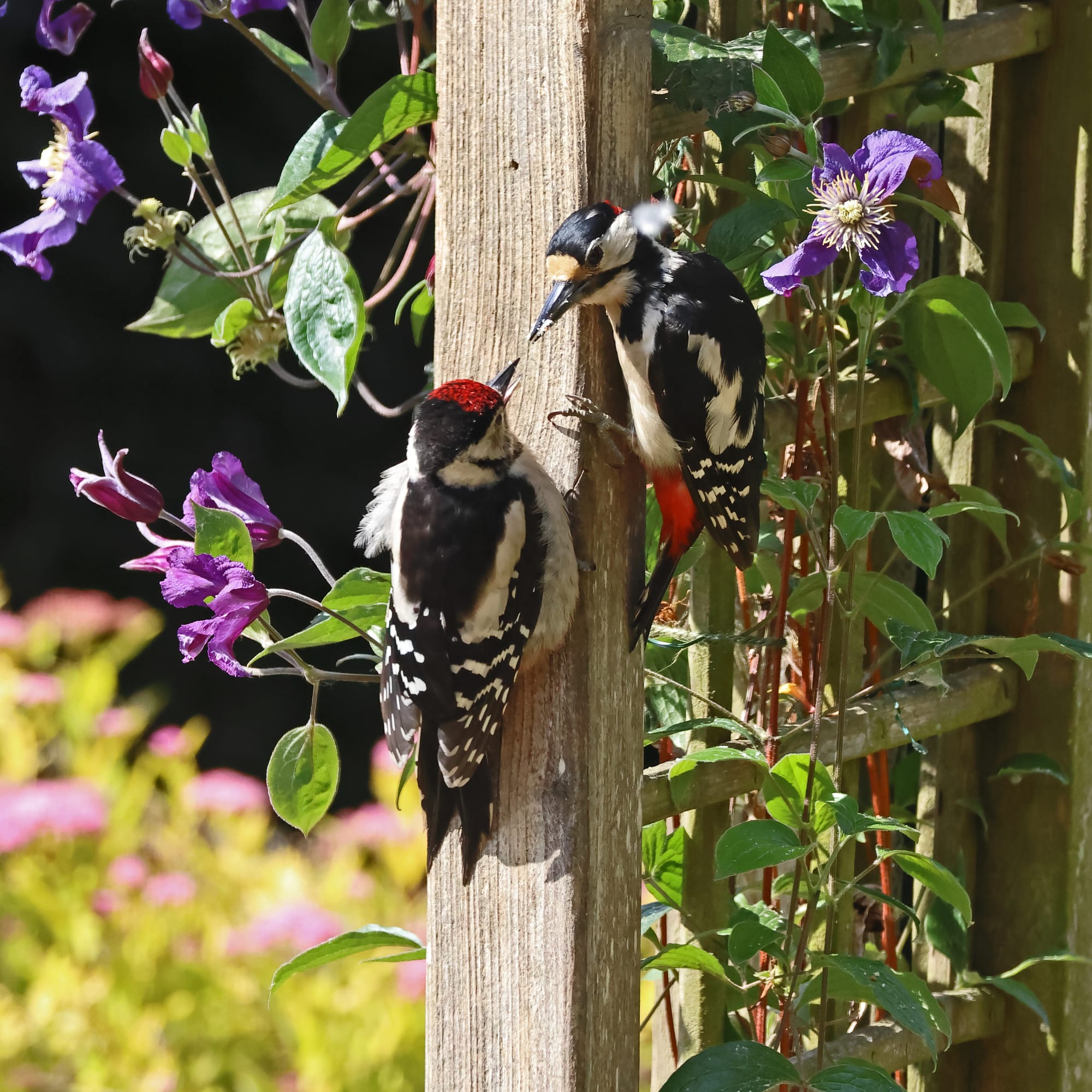 Great Spotted Woodpecker